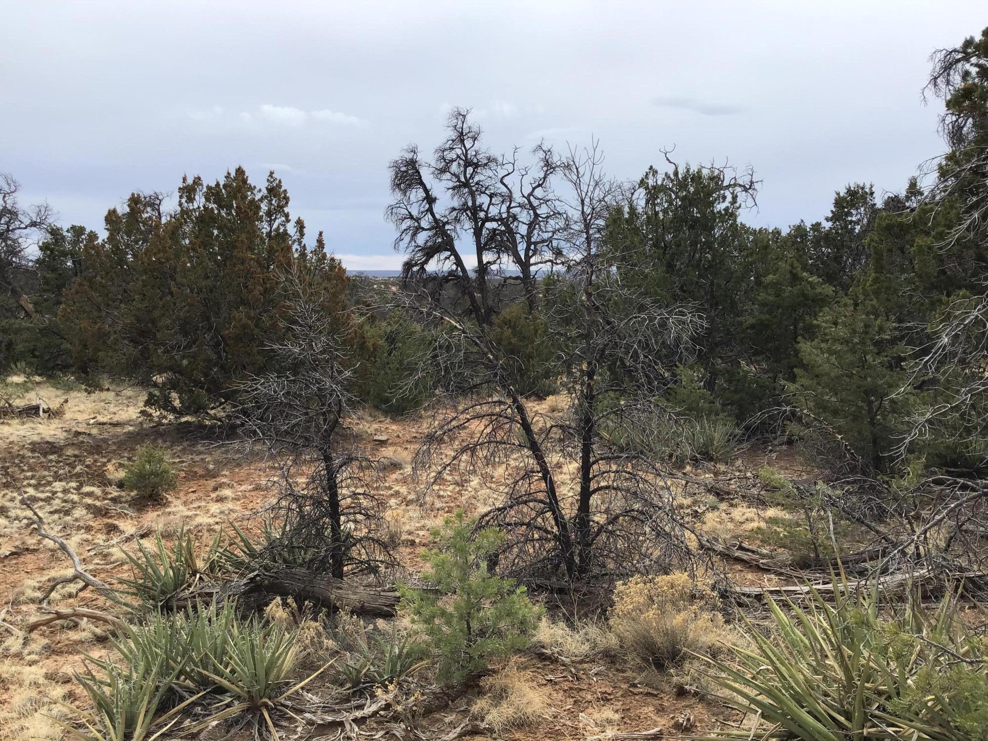 Lot 585 Betty Lane, Ramah, New Mexico image 7