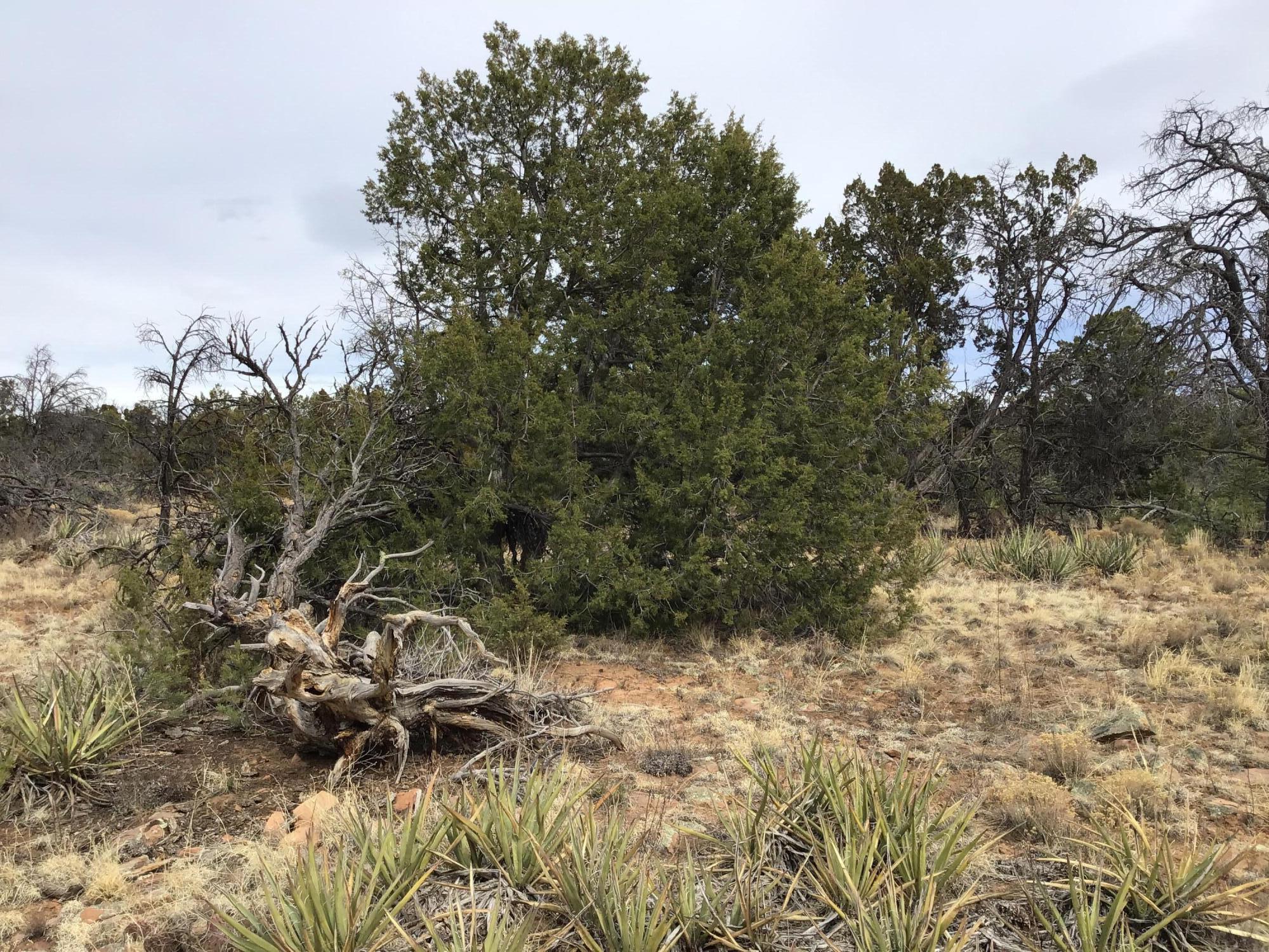 Lot 585 Betty Lane, Ramah, New Mexico image 4