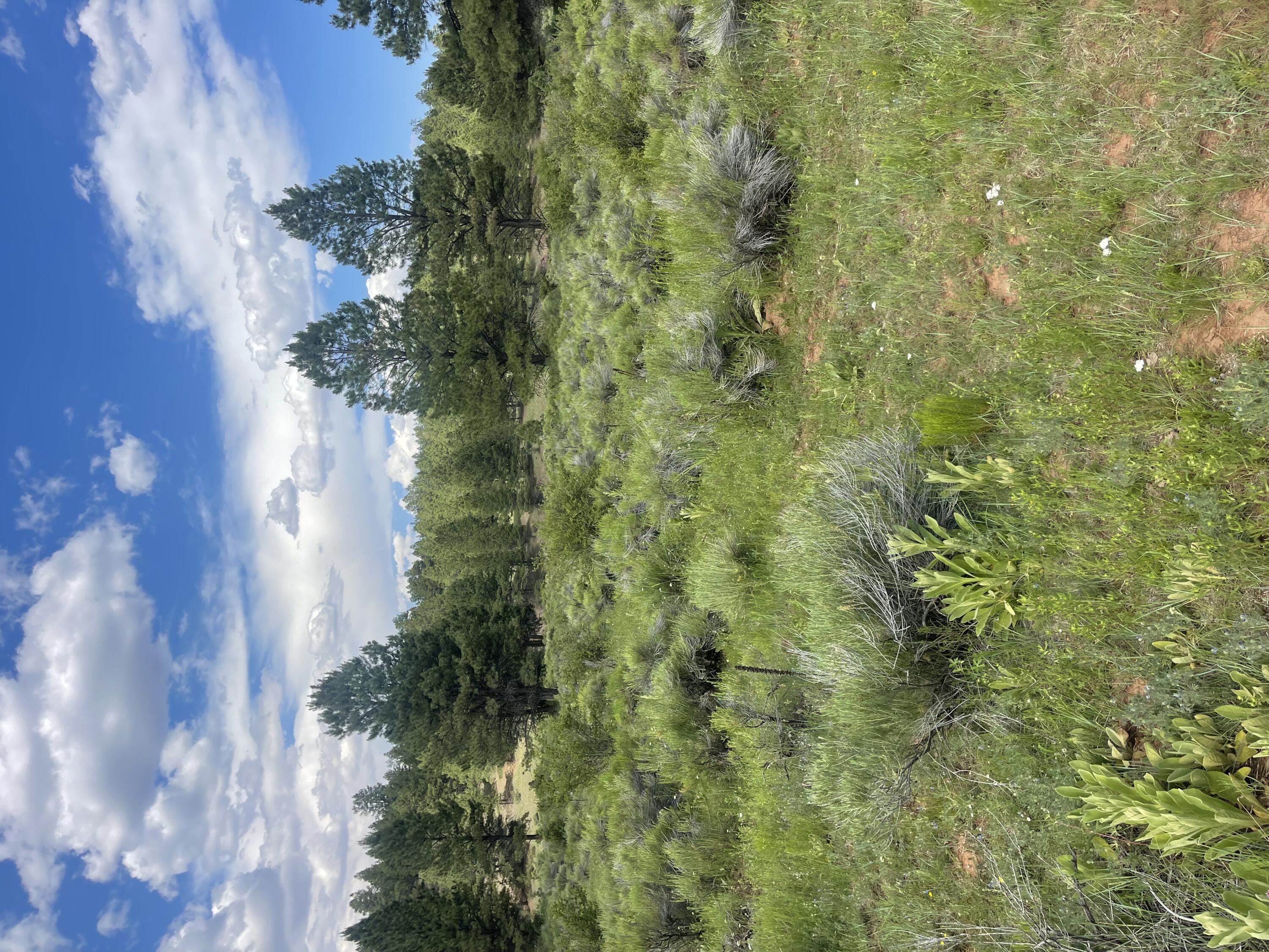 Lot 44 Sunflower Drive, Ramah, New Mexico image 39