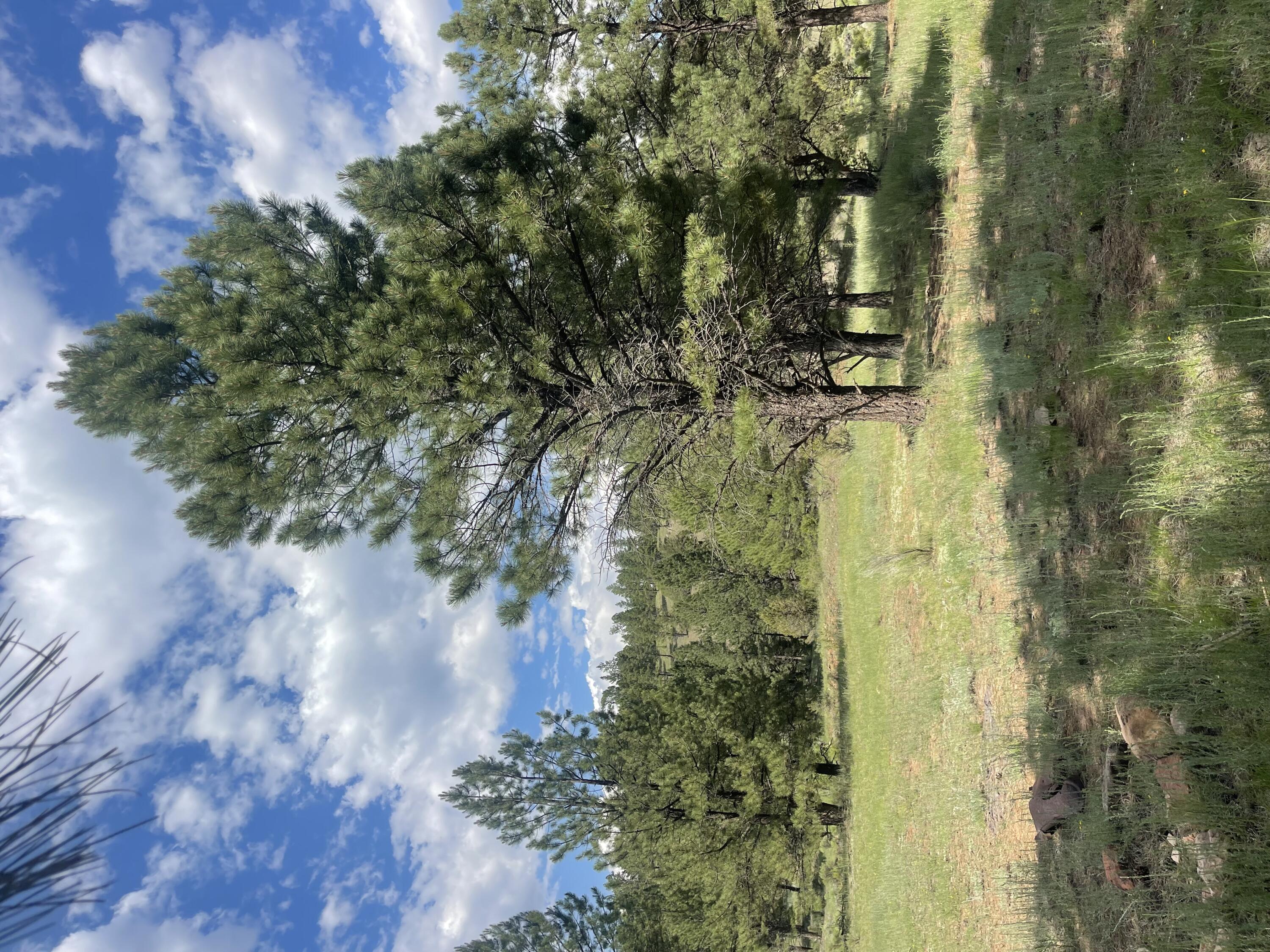 Lot 44 Sunflower Drive, Ramah, New Mexico image 8