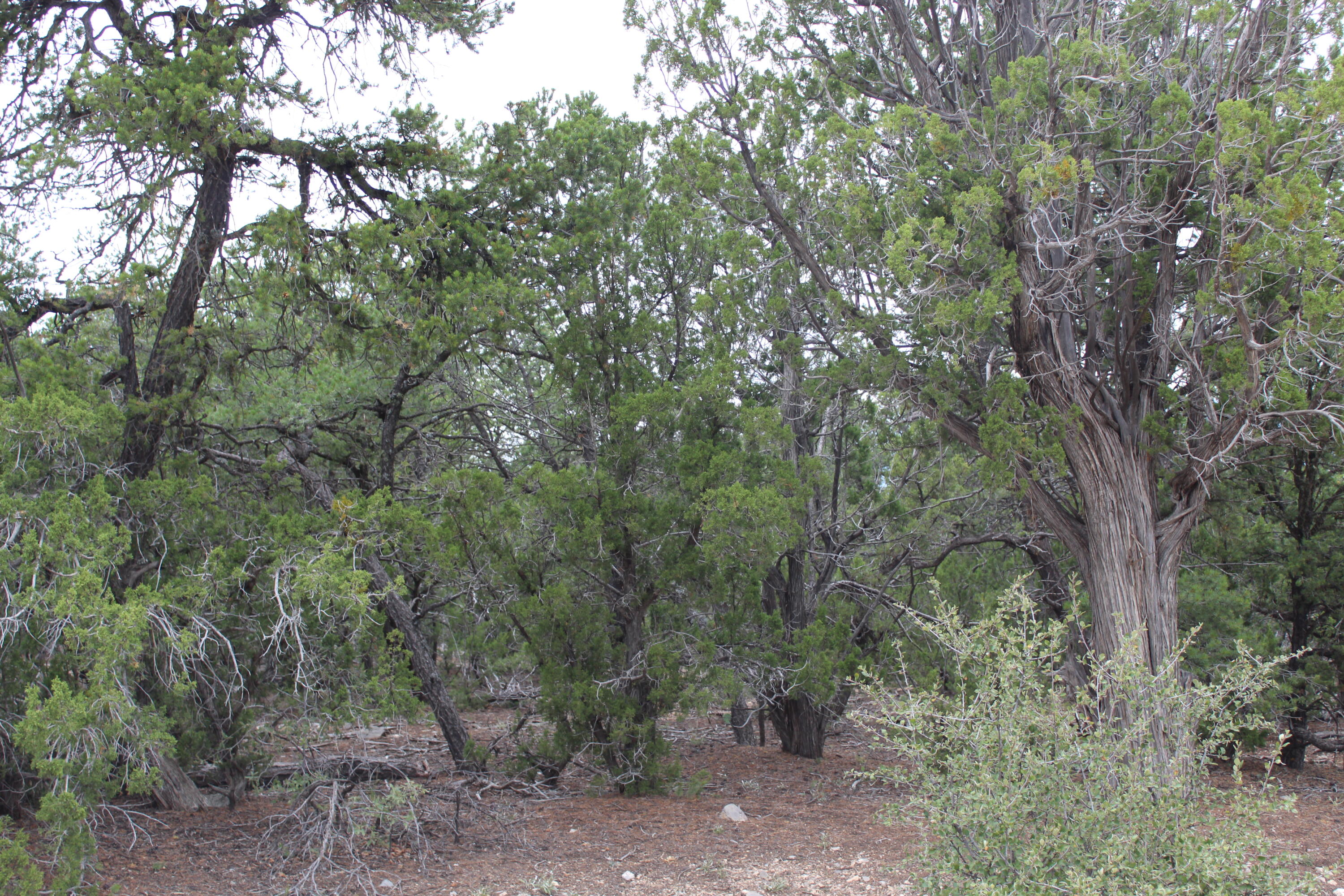 7 Manzano Loop, Tijeras, New Mexico image 2