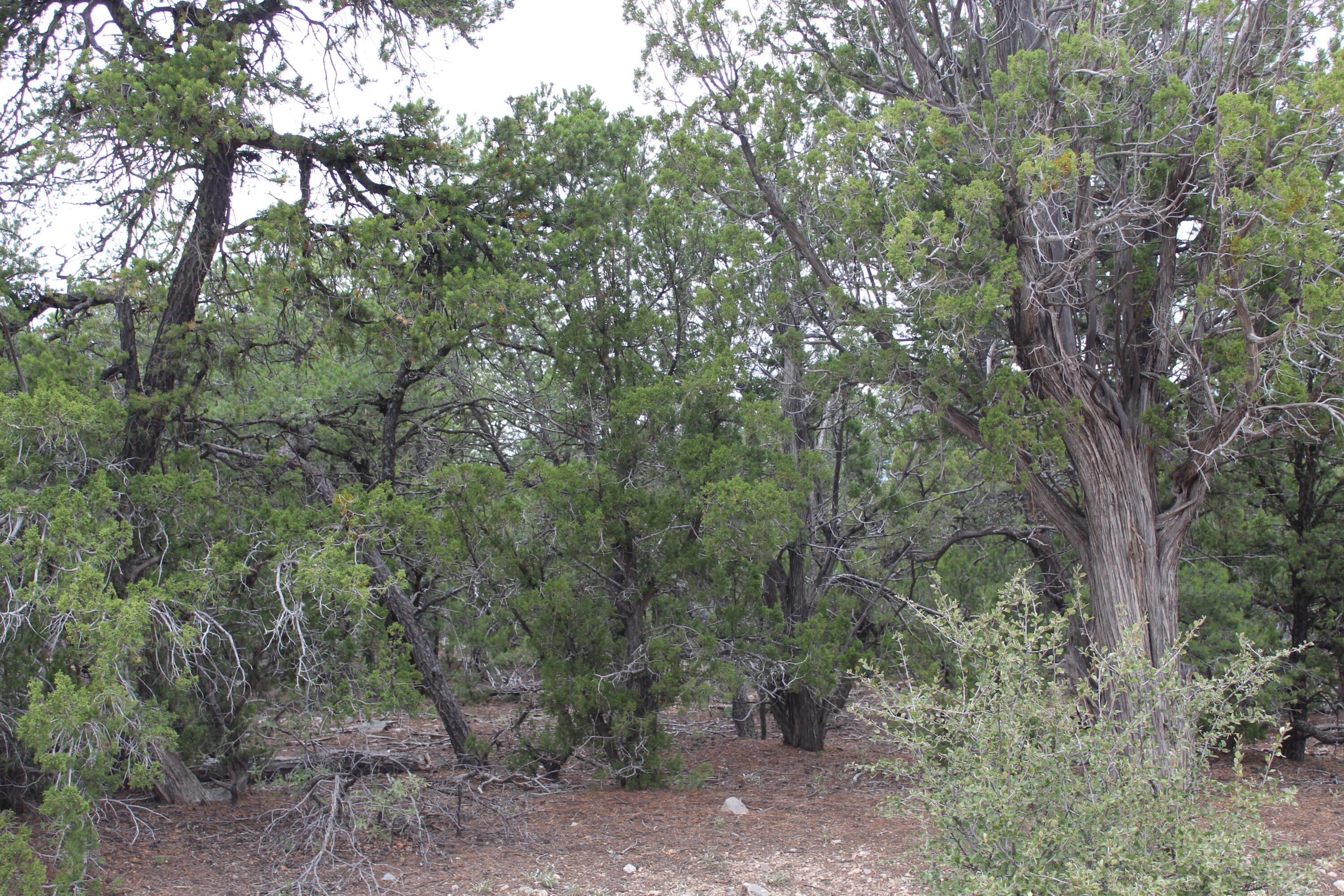 7 Manzano Loop, Tijeras, New Mexico image 3