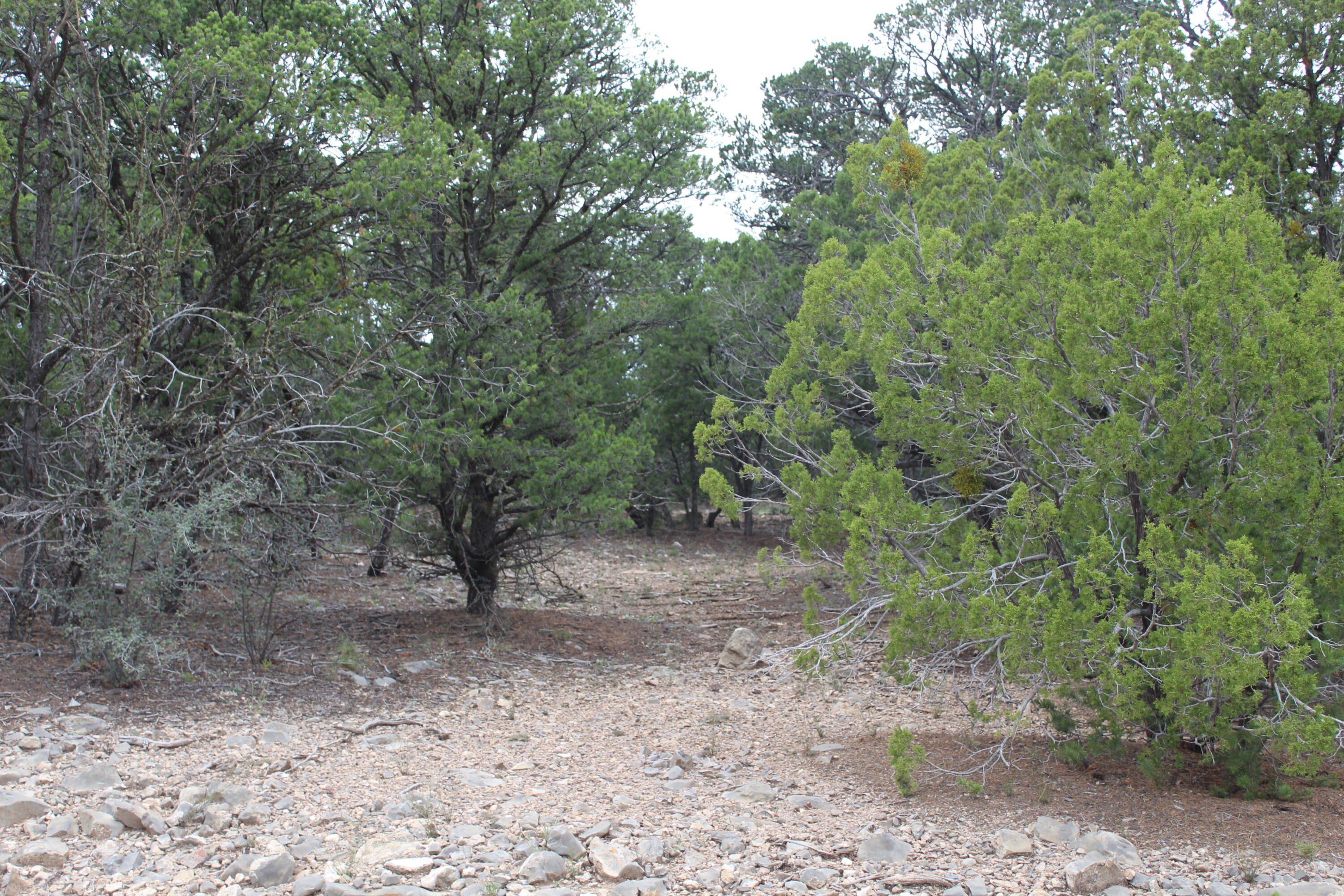 7 Manzano Loop, Tijeras, New Mexico image 4