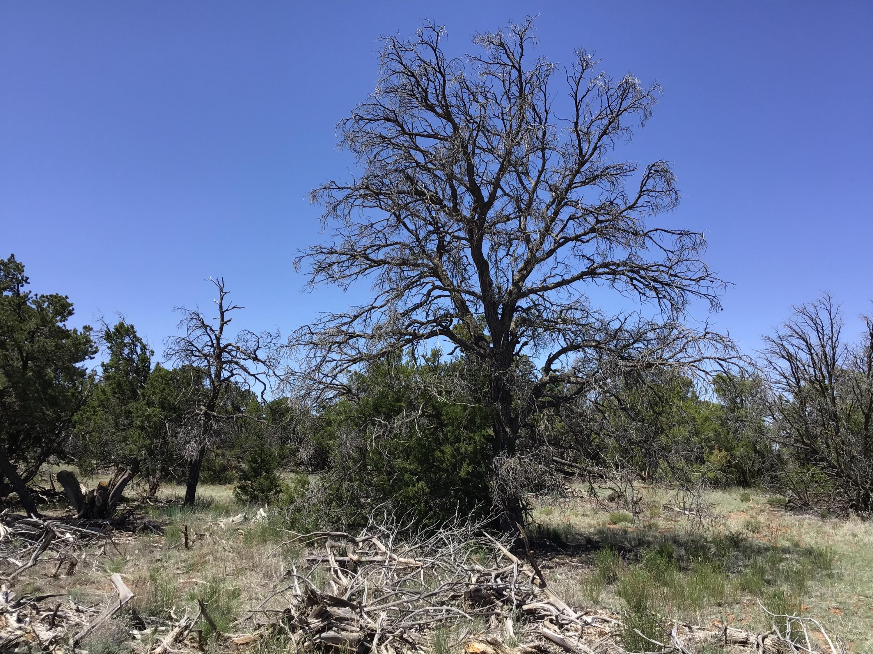 Lot 76 Peaceful Drive, Ramah, New Mexico image 23