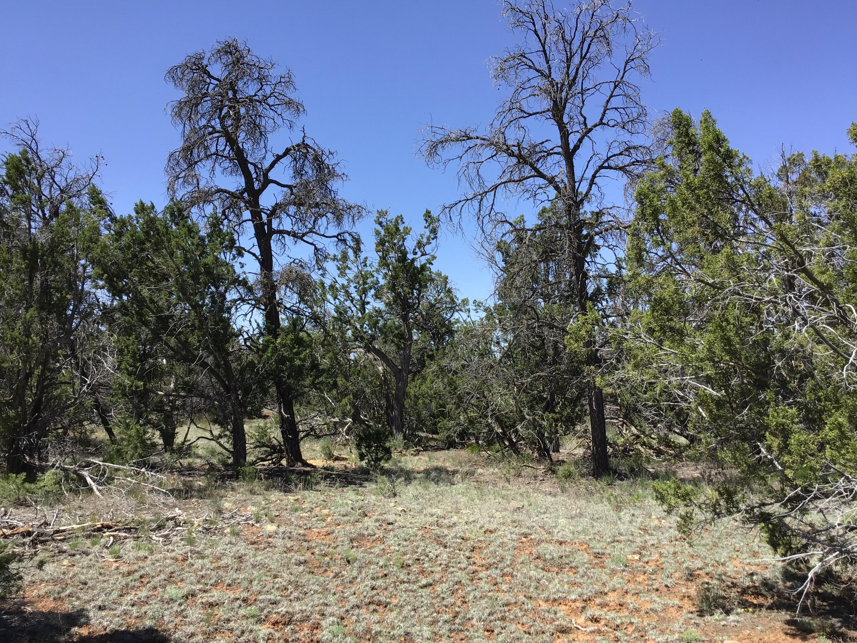 Lot 76 Peaceful Drive, Ramah, New Mexico image 8