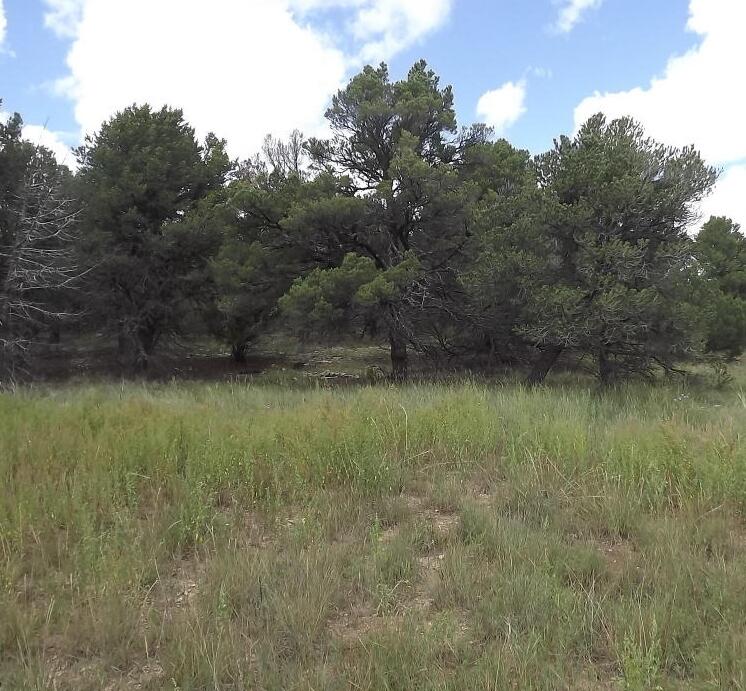 36 Plant Road, Edgewood, New Mexico image 2