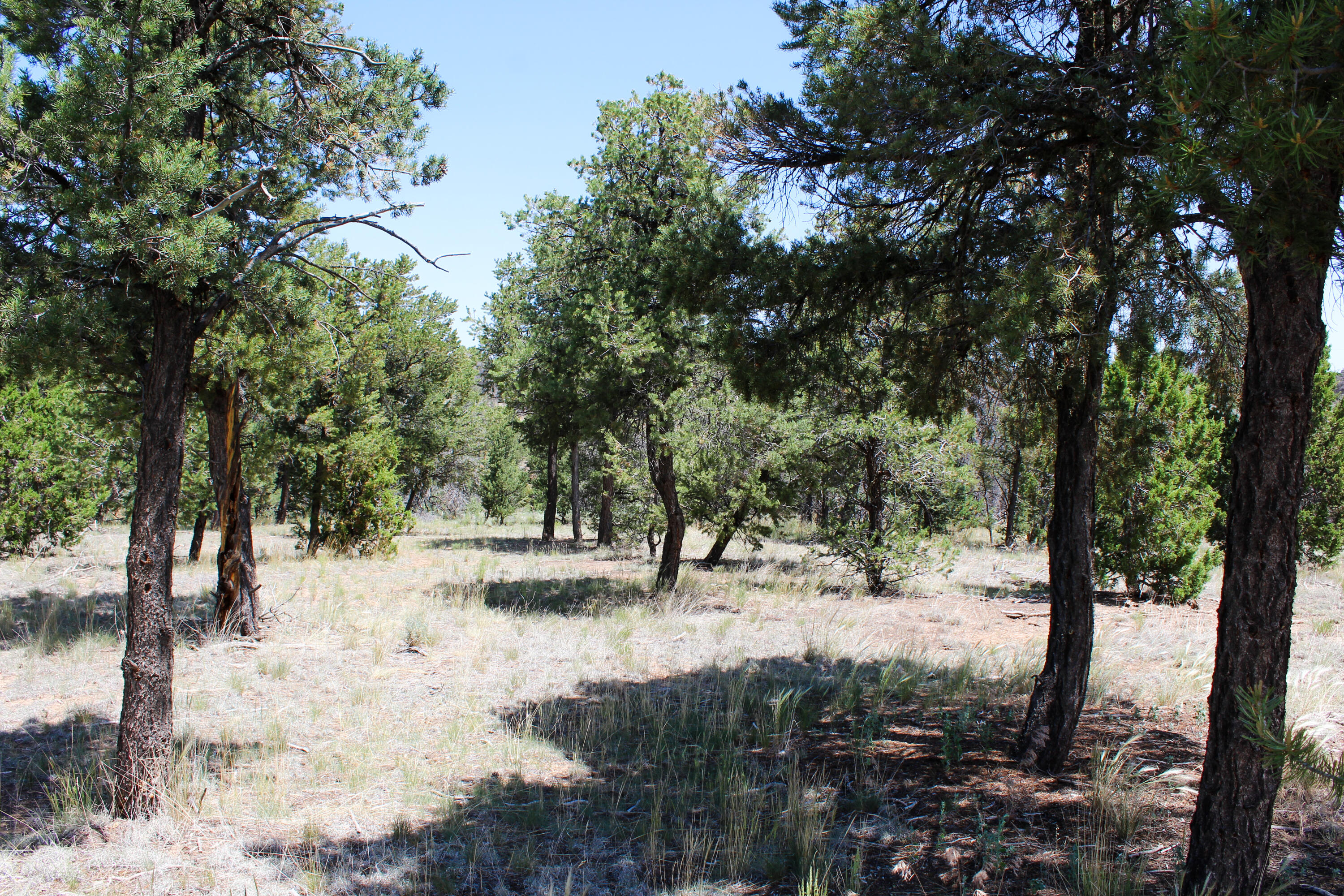 940 State Hwy 595, Lindrith, New Mexico image 28