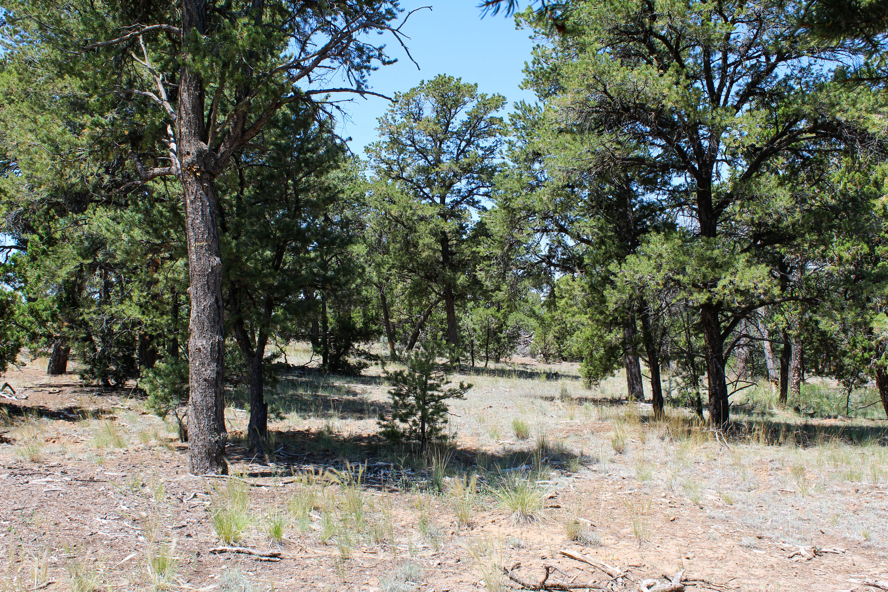 940 State Hwy 595, Lindrith, New Mexico image 29