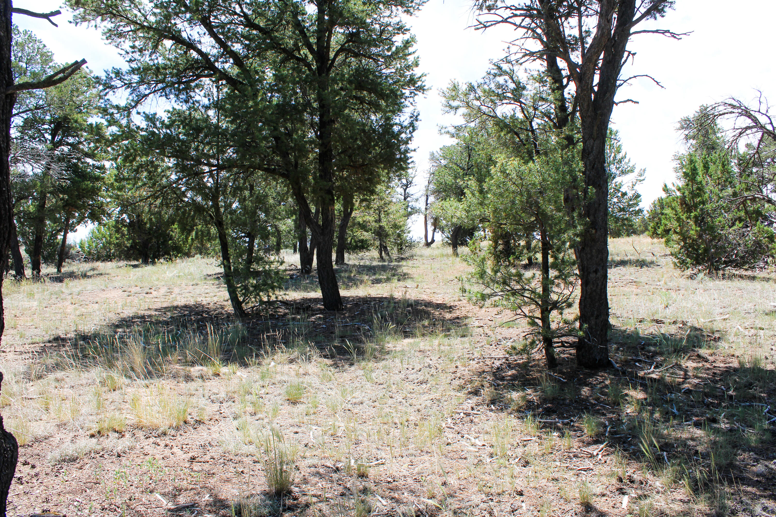 940 State Hwy 595, Lindrith, New Mexico image 31