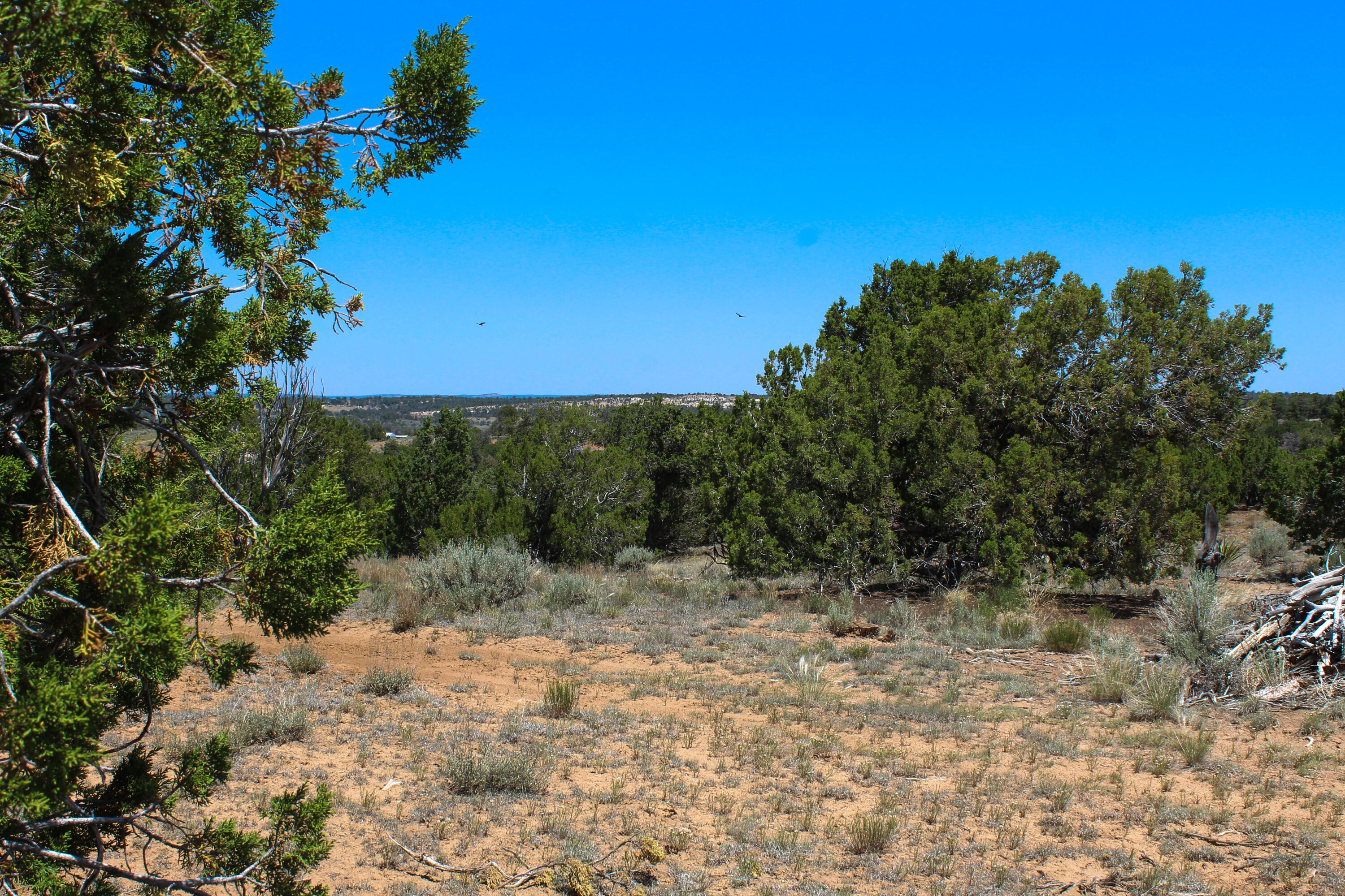 940 State Hwy 595, Lindrith, New Mexico image 33
