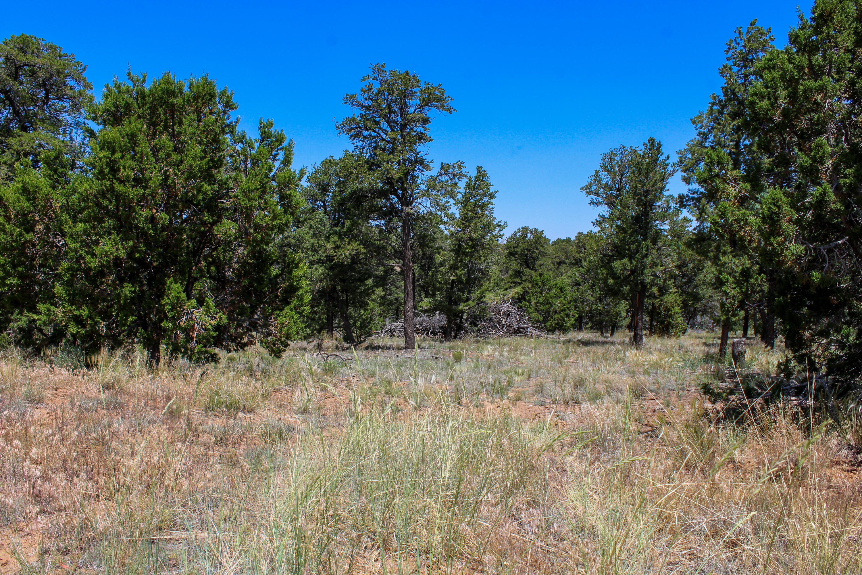 940 State Hwy 595, Lindrith, New Mexico image 27
