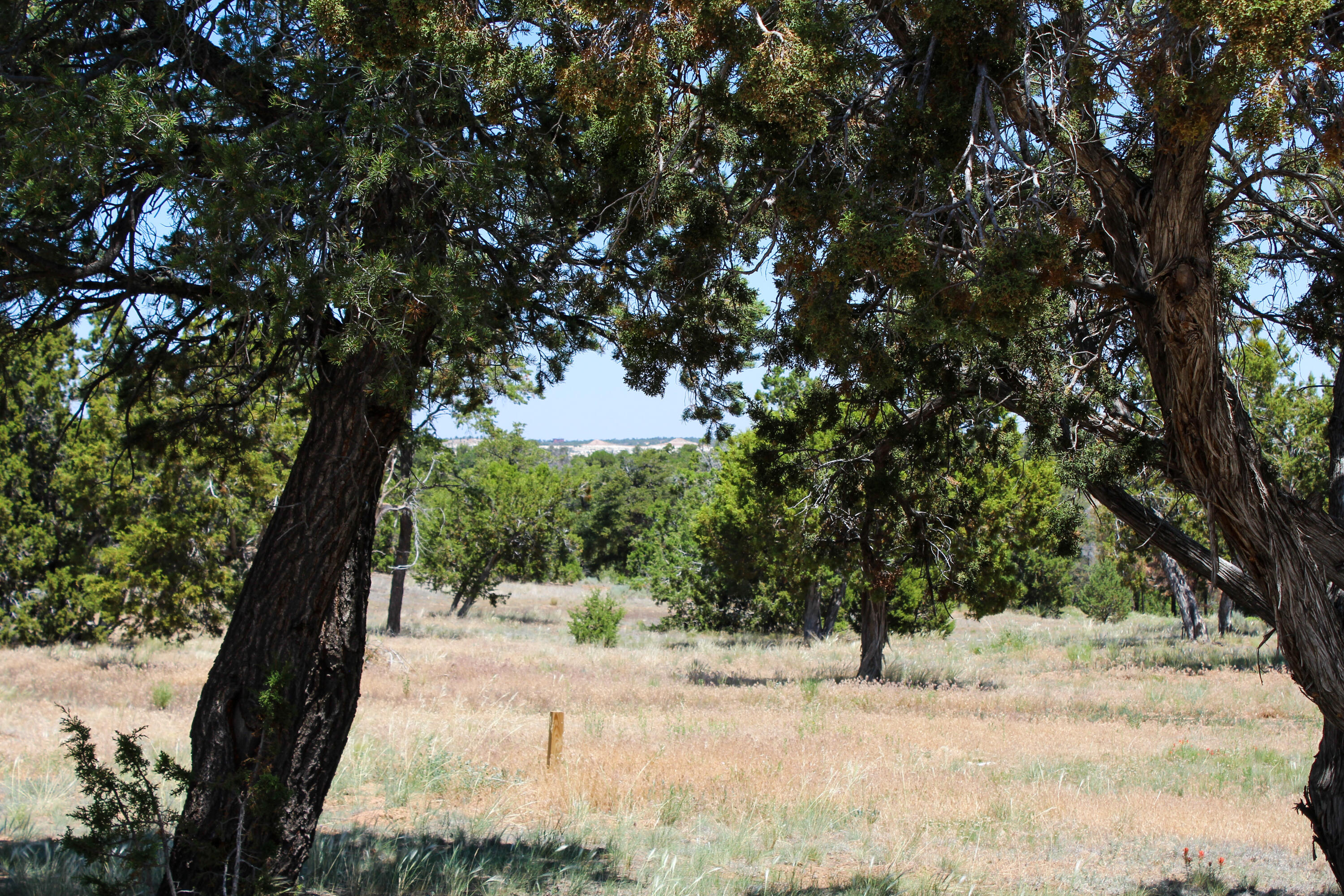 940 State Hwy 595, Lindrith, New Mexico image 10