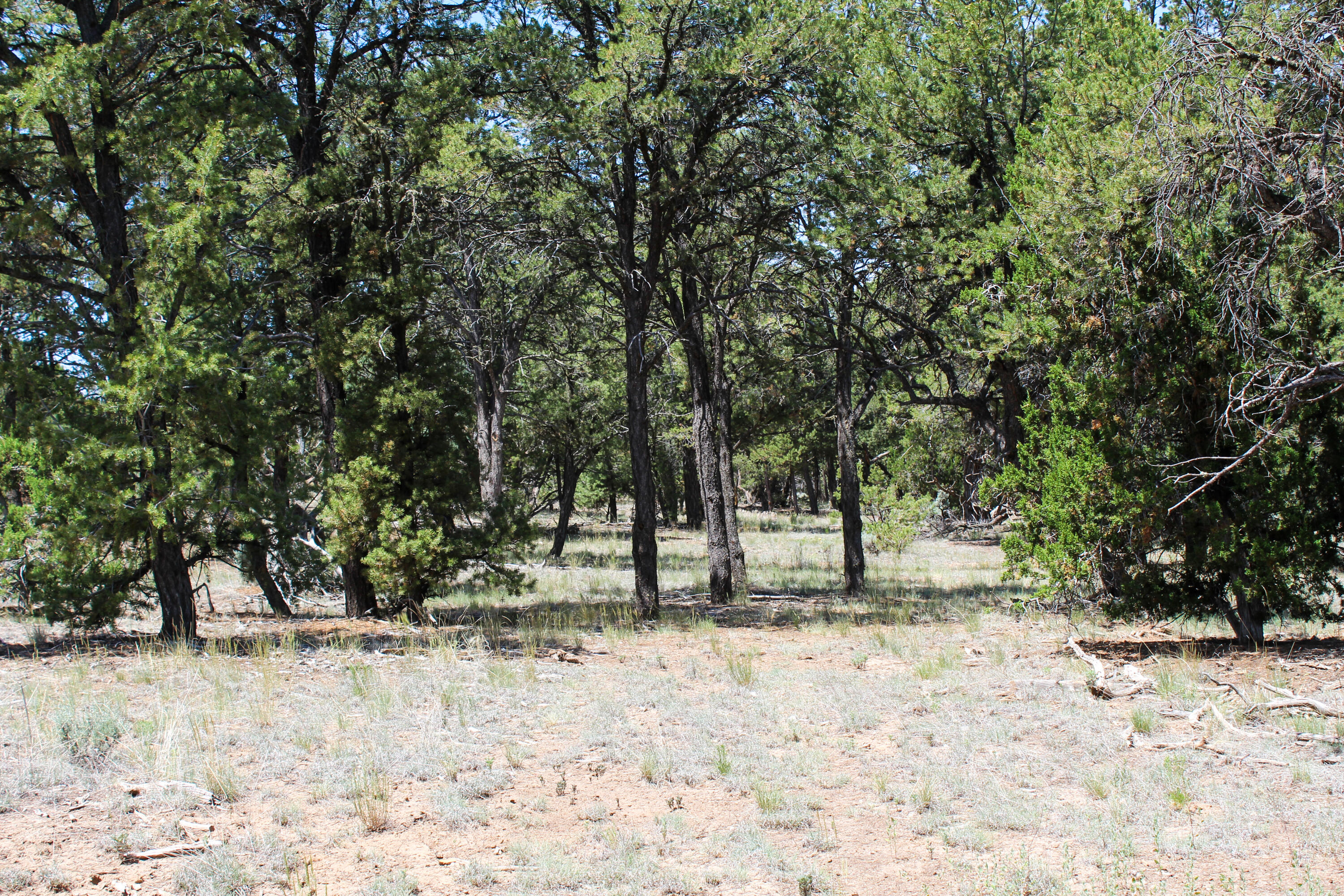 940 State Hwy 595, Lindrith, New Mexico image 30