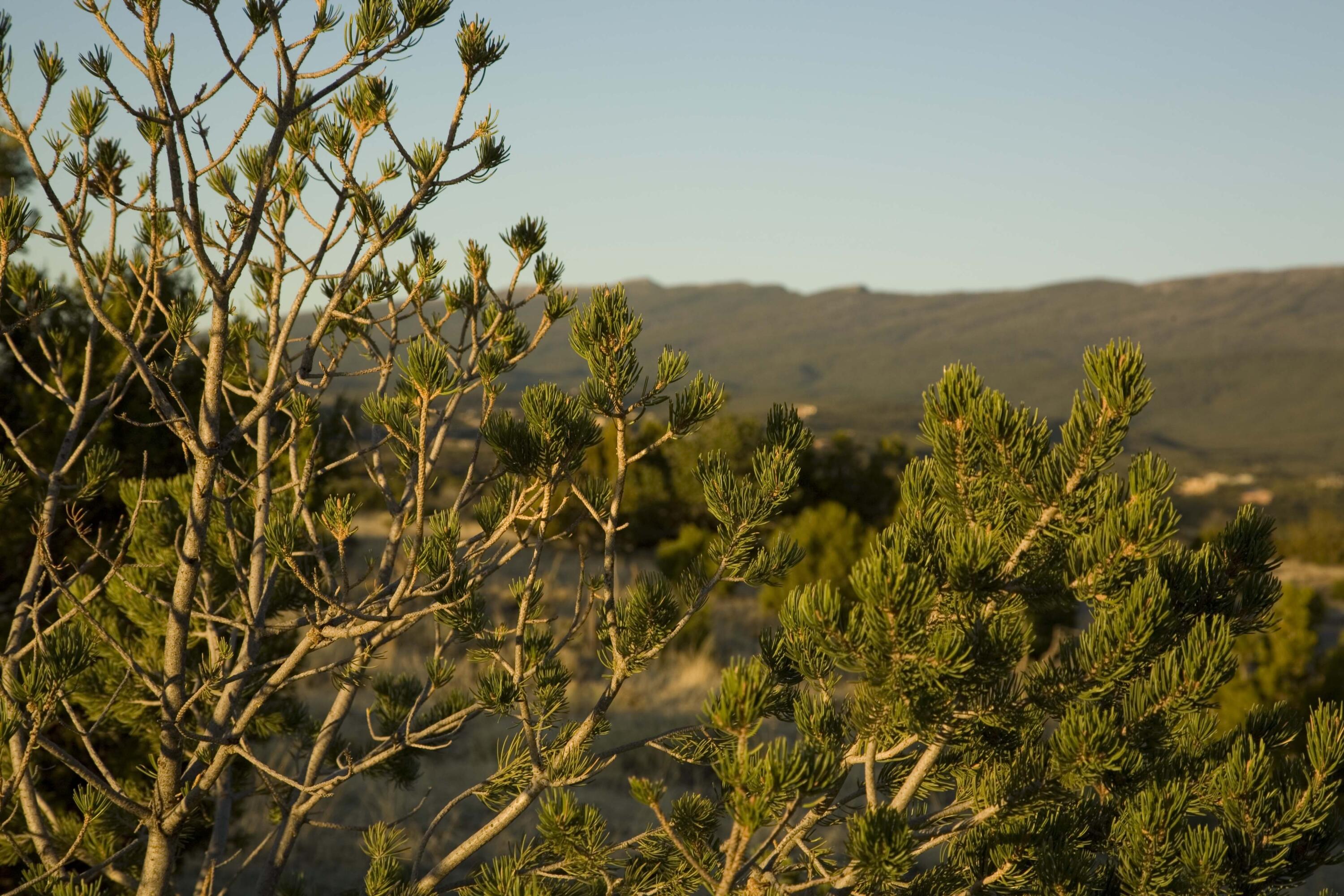 23 Stagecoach Trail, Sandia Park, New Mexico image 5