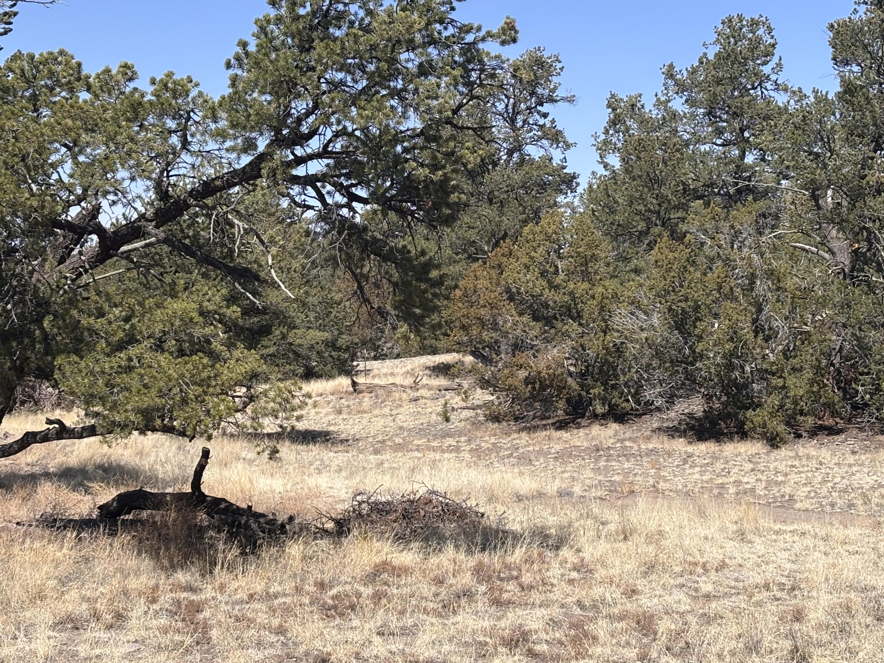 233 Turquoise Trail, Datil, New Mexico image 39