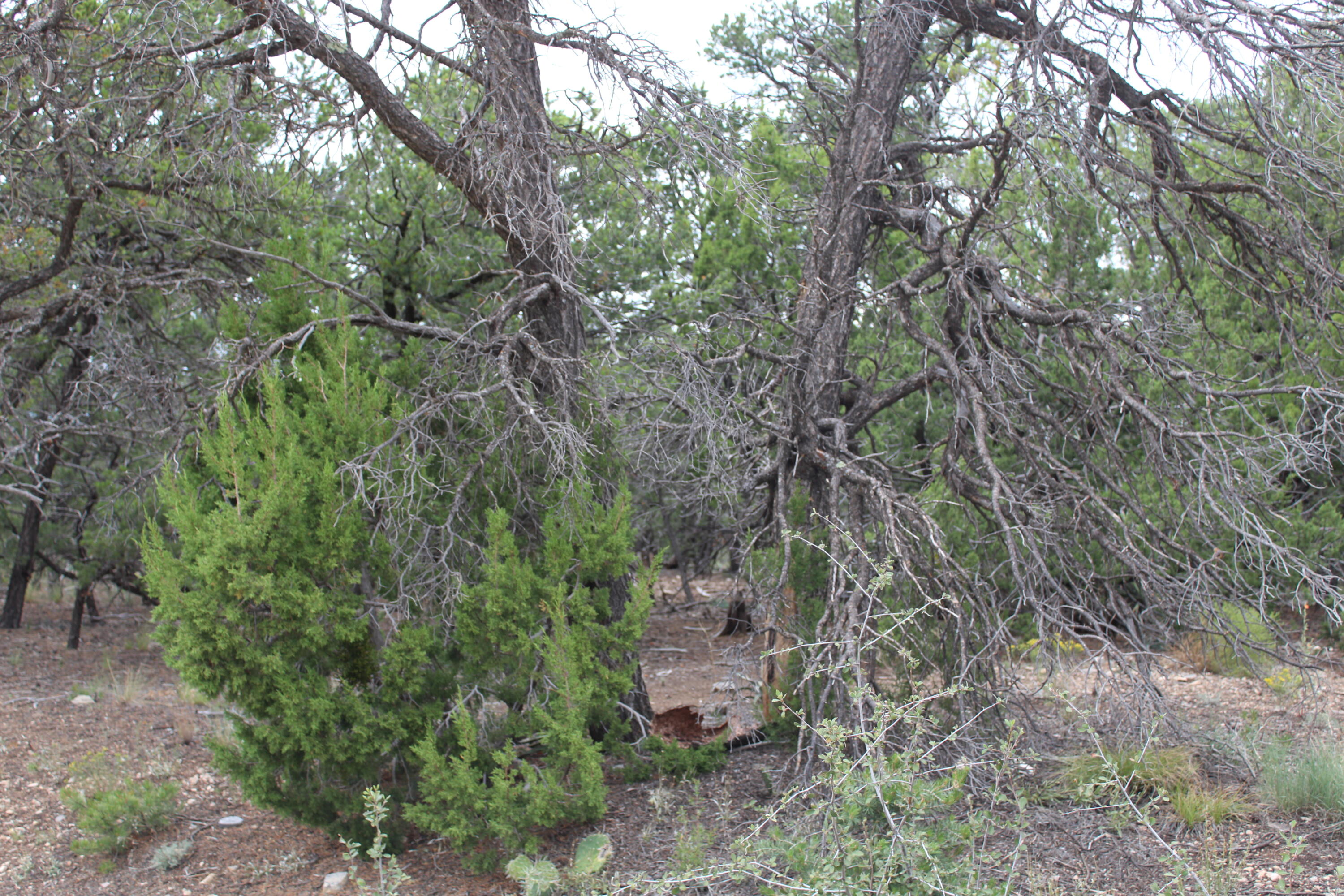 3 Manzano Loop, Tijeras, New Mexico image 2