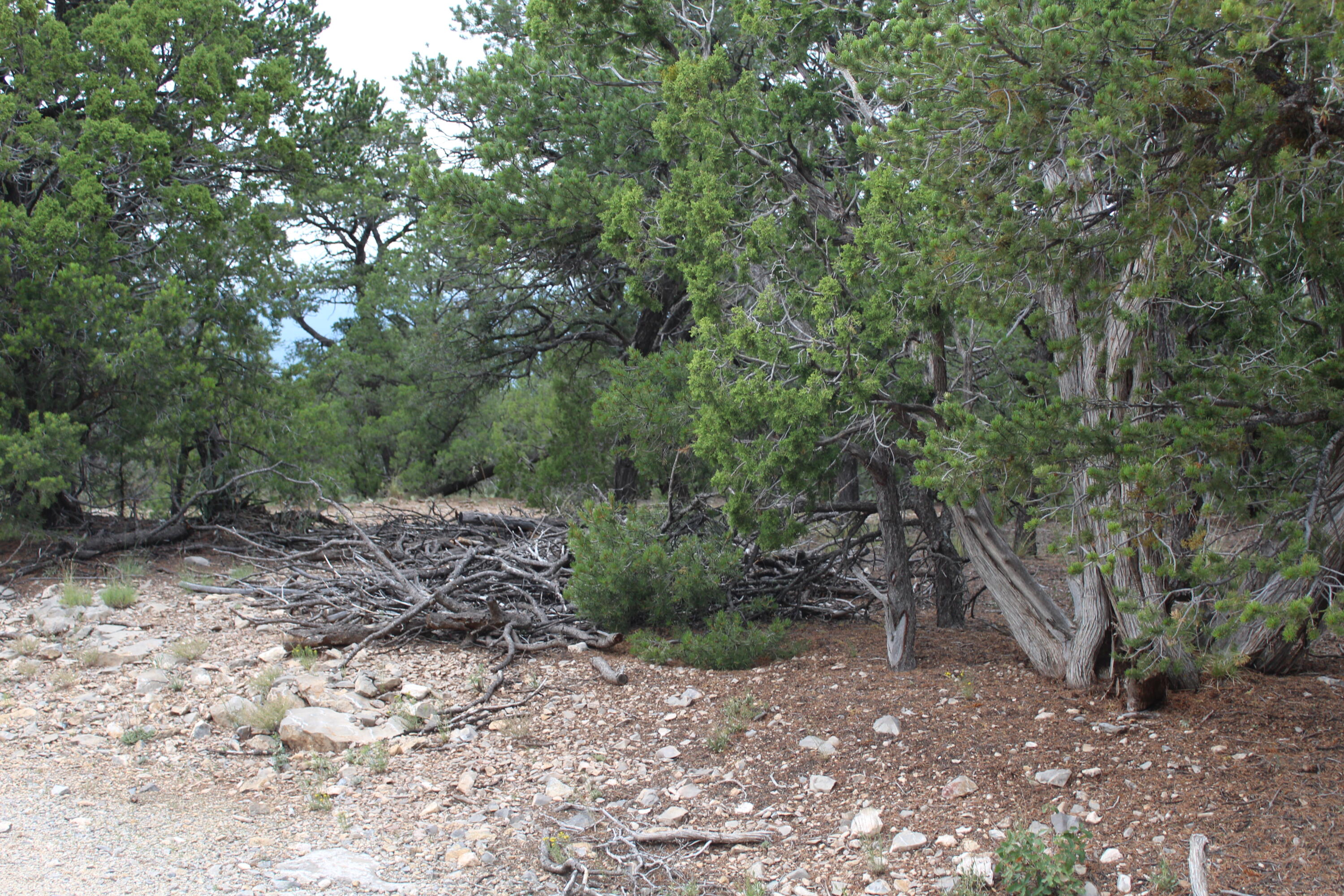 3 Manzano Loop, Tijeras, New Mexico image 4