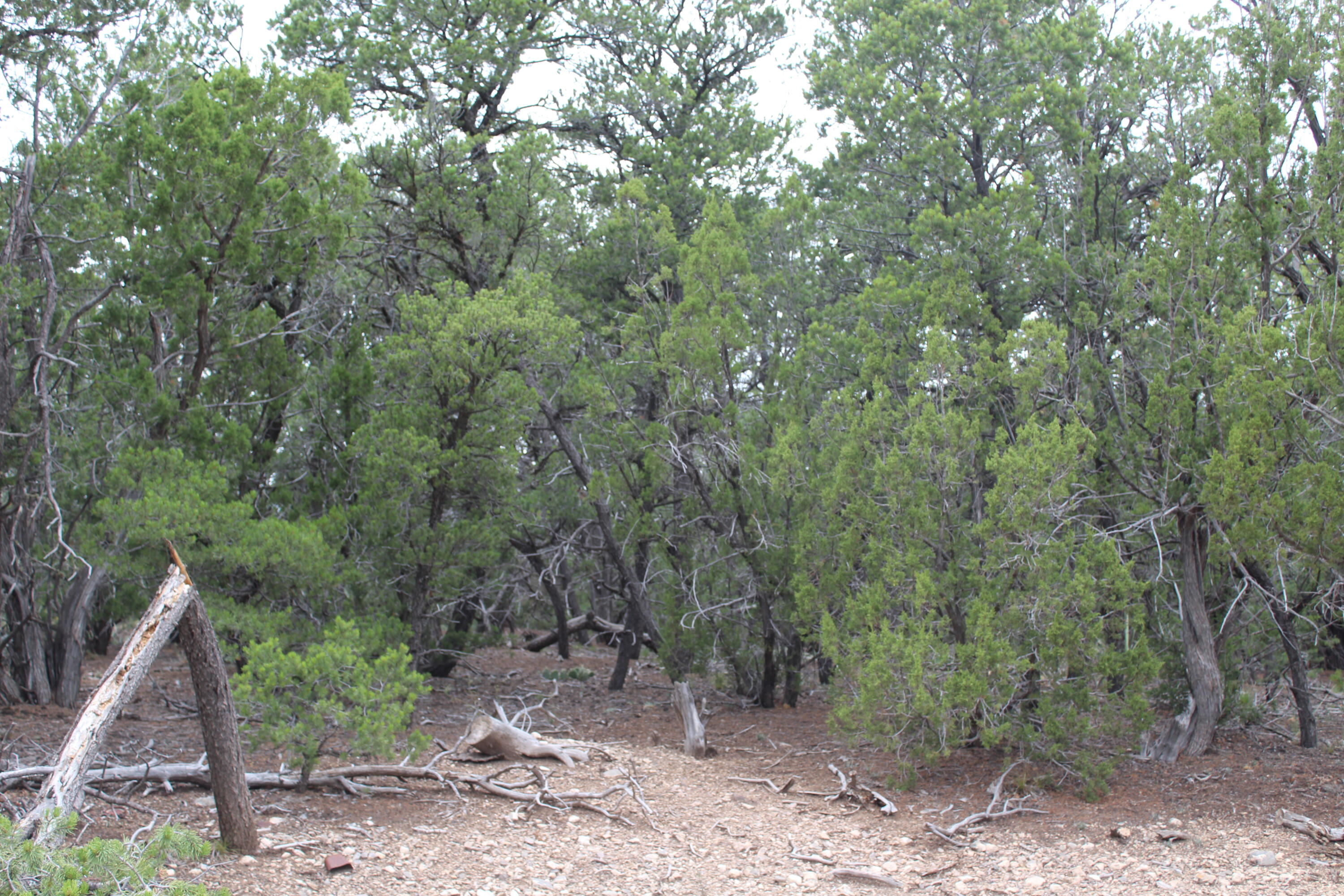 3 Manzano Loop, Tijeras, New Mexico image 6