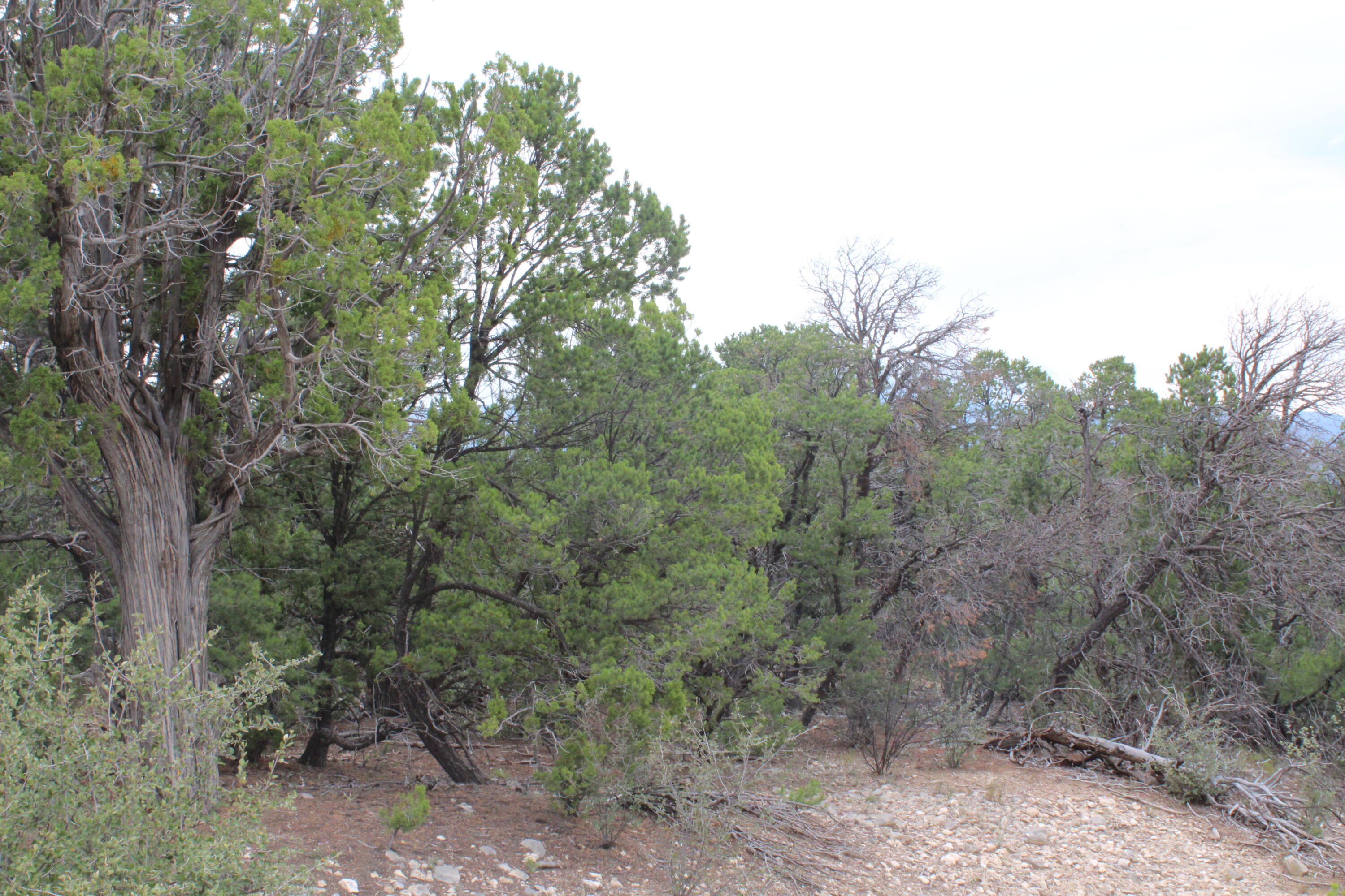 3 Manzano Loop, Tijeras, New Mexico image 9