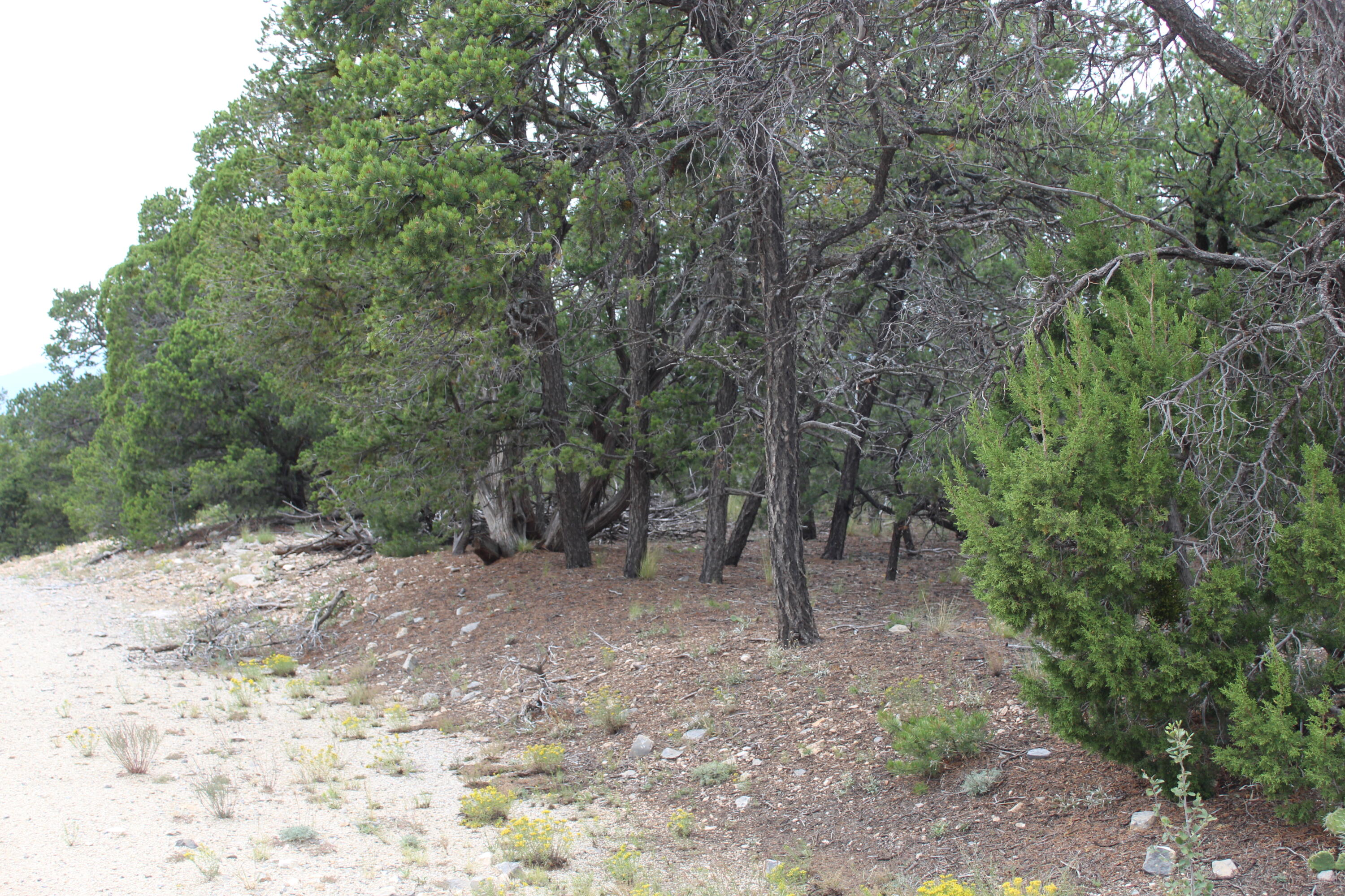 3 Manzano Loop, Tijeras, New Mexico image 3