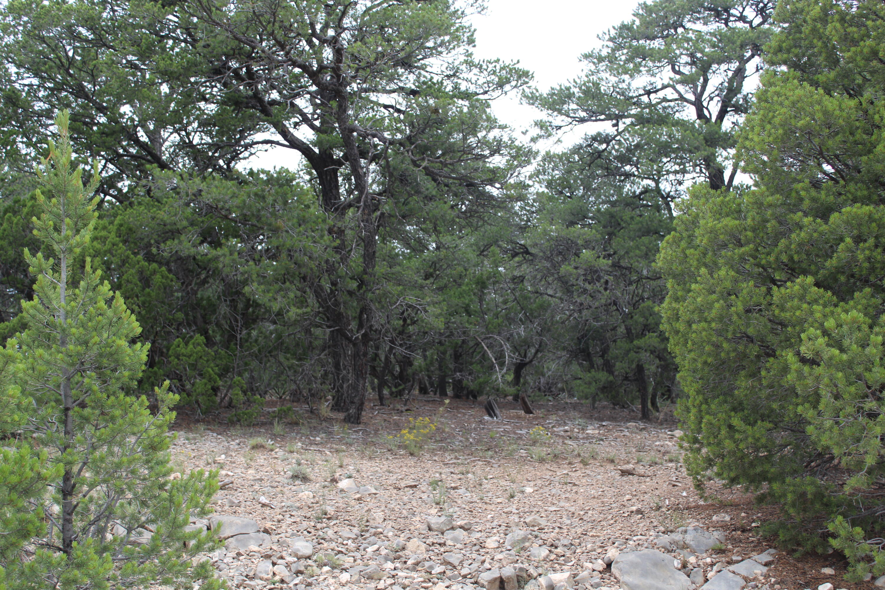 3 Manzano Loop, Tijeras, New Mexico image 5