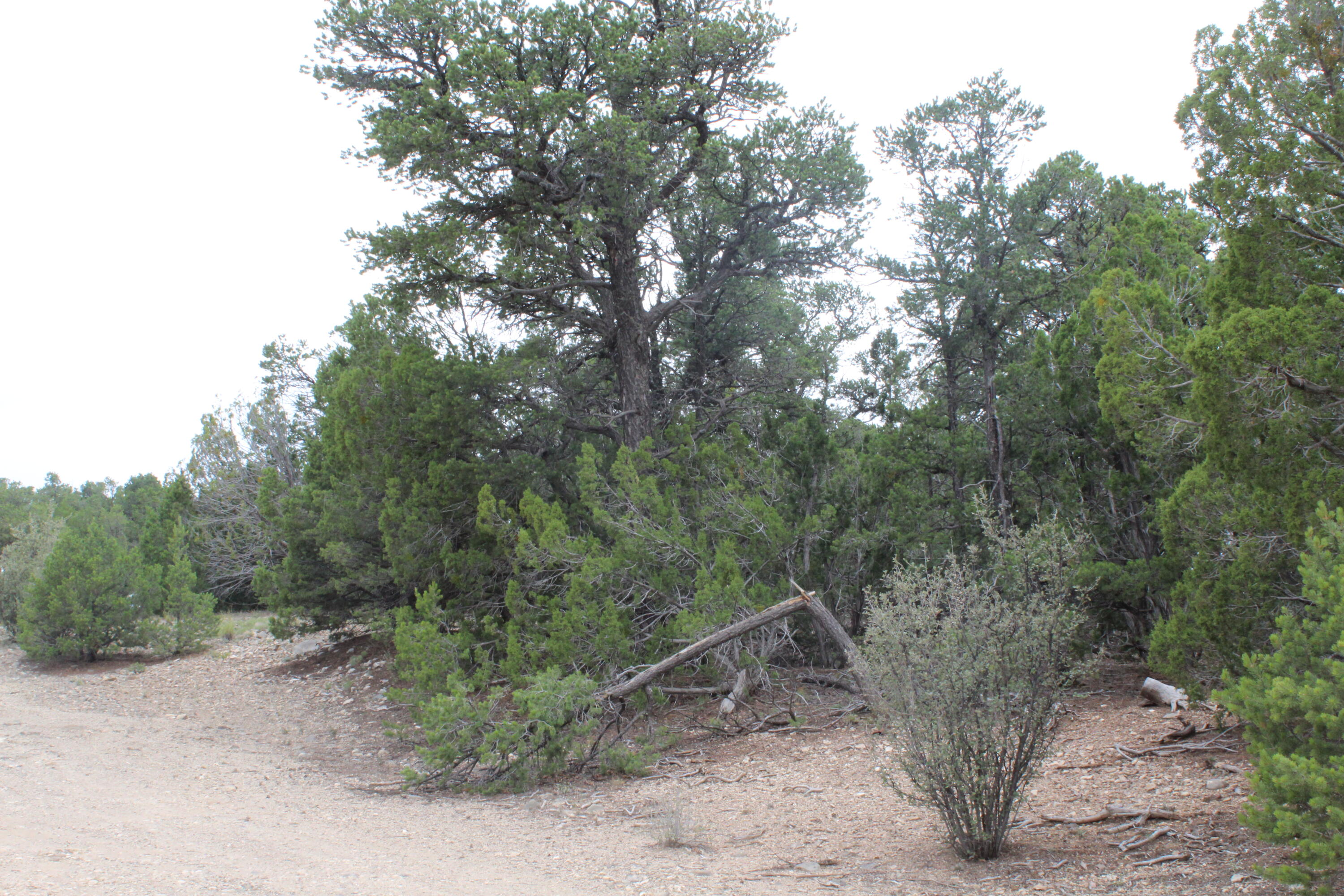 3 Manzano Loop, Tijeras, New Mexico image 8