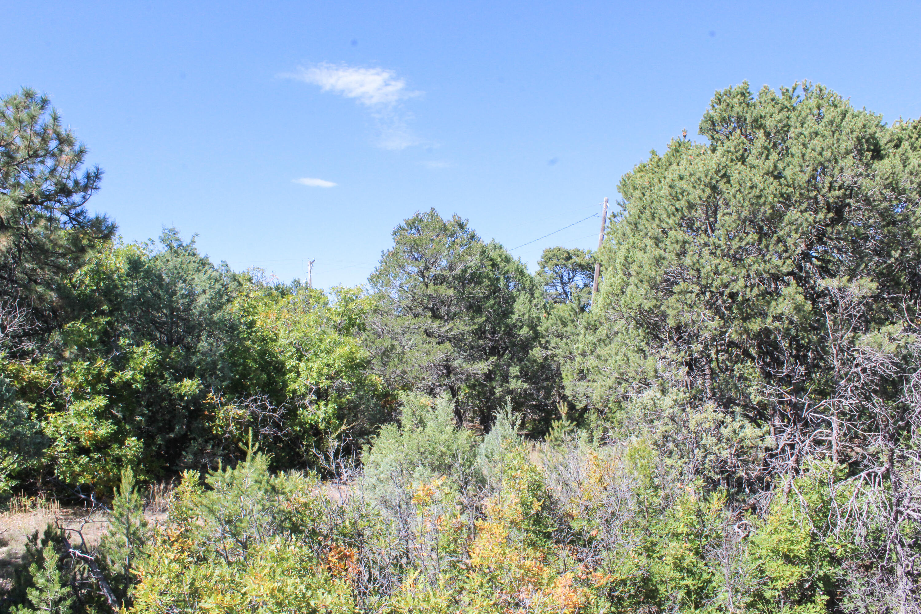10398 Nm 337, Tijeras, New Mexico image 26