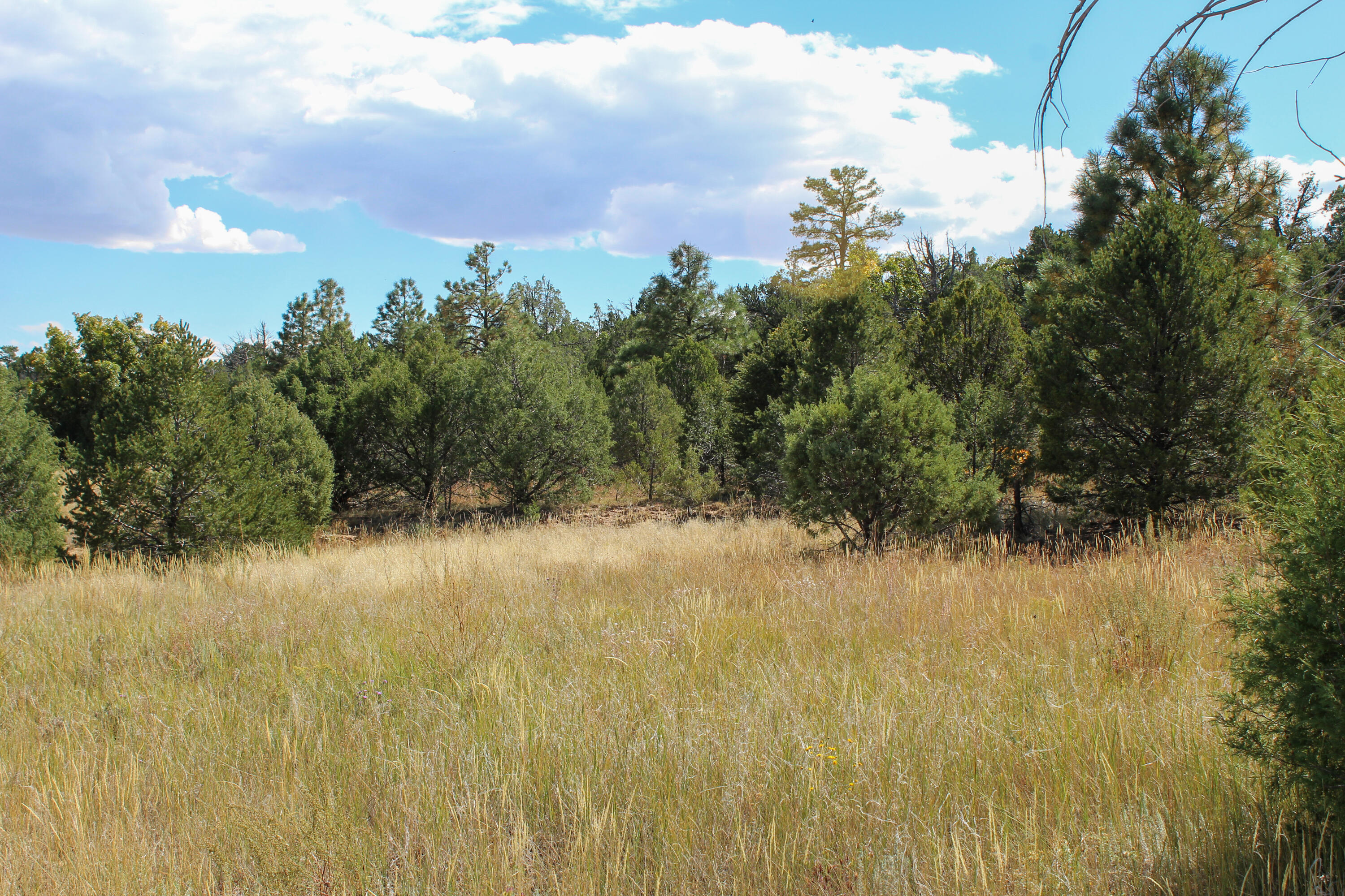 10398 Nm 337, Tijeras, New Mexico image 33