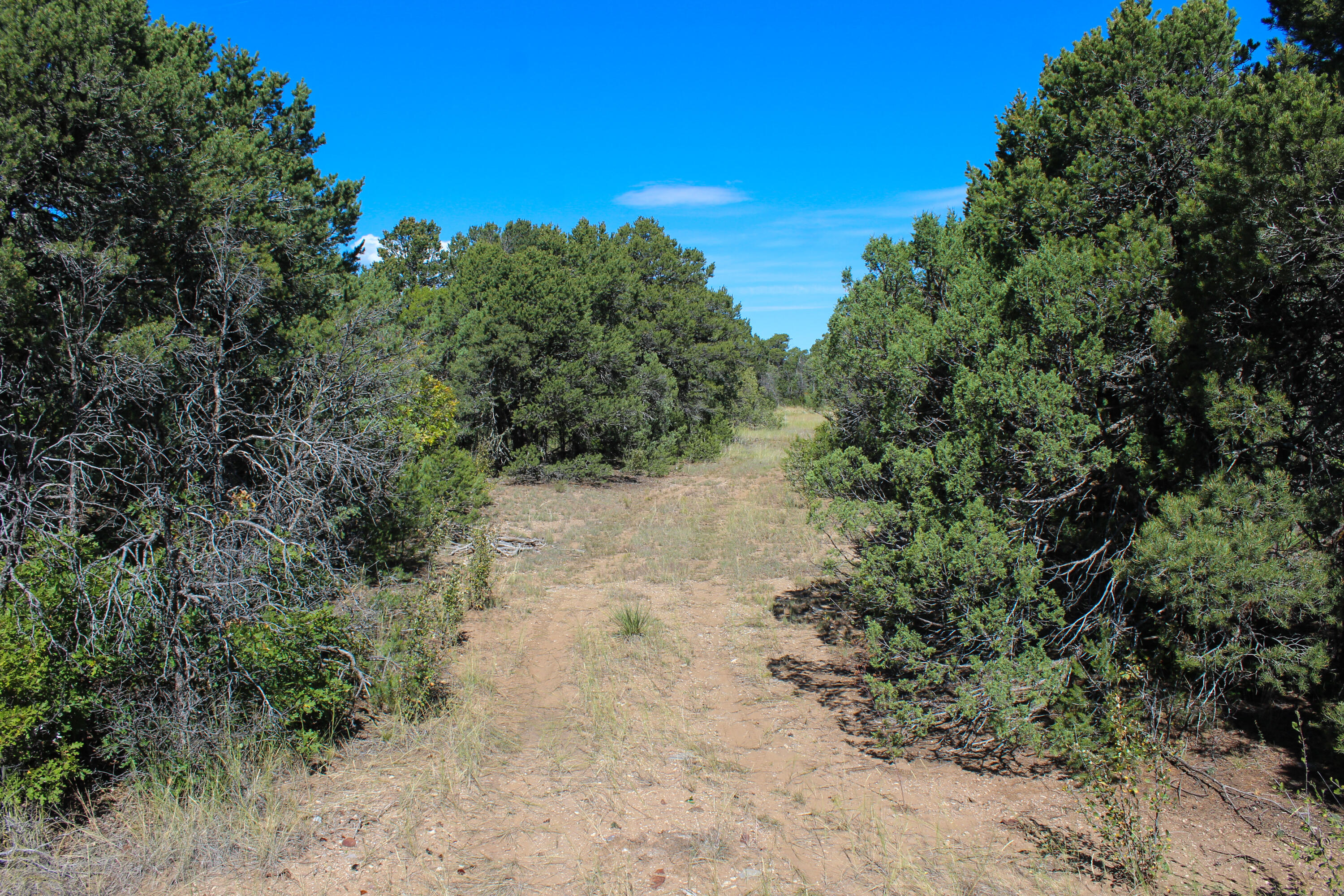 10398 Nm 337, Tijeras, New Mexico image 27