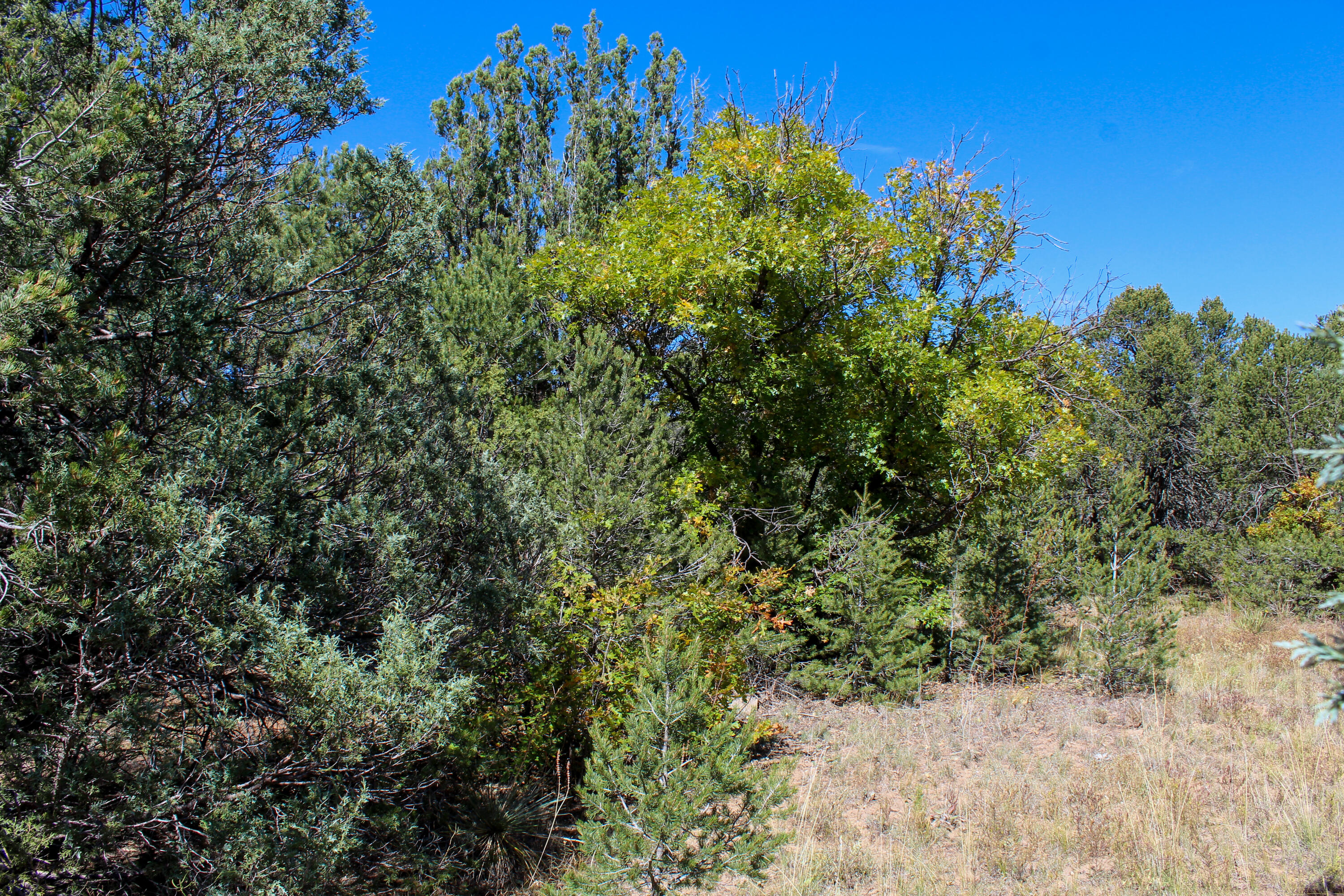 10398 Nm 337, Tijeras, New Mexico image 32