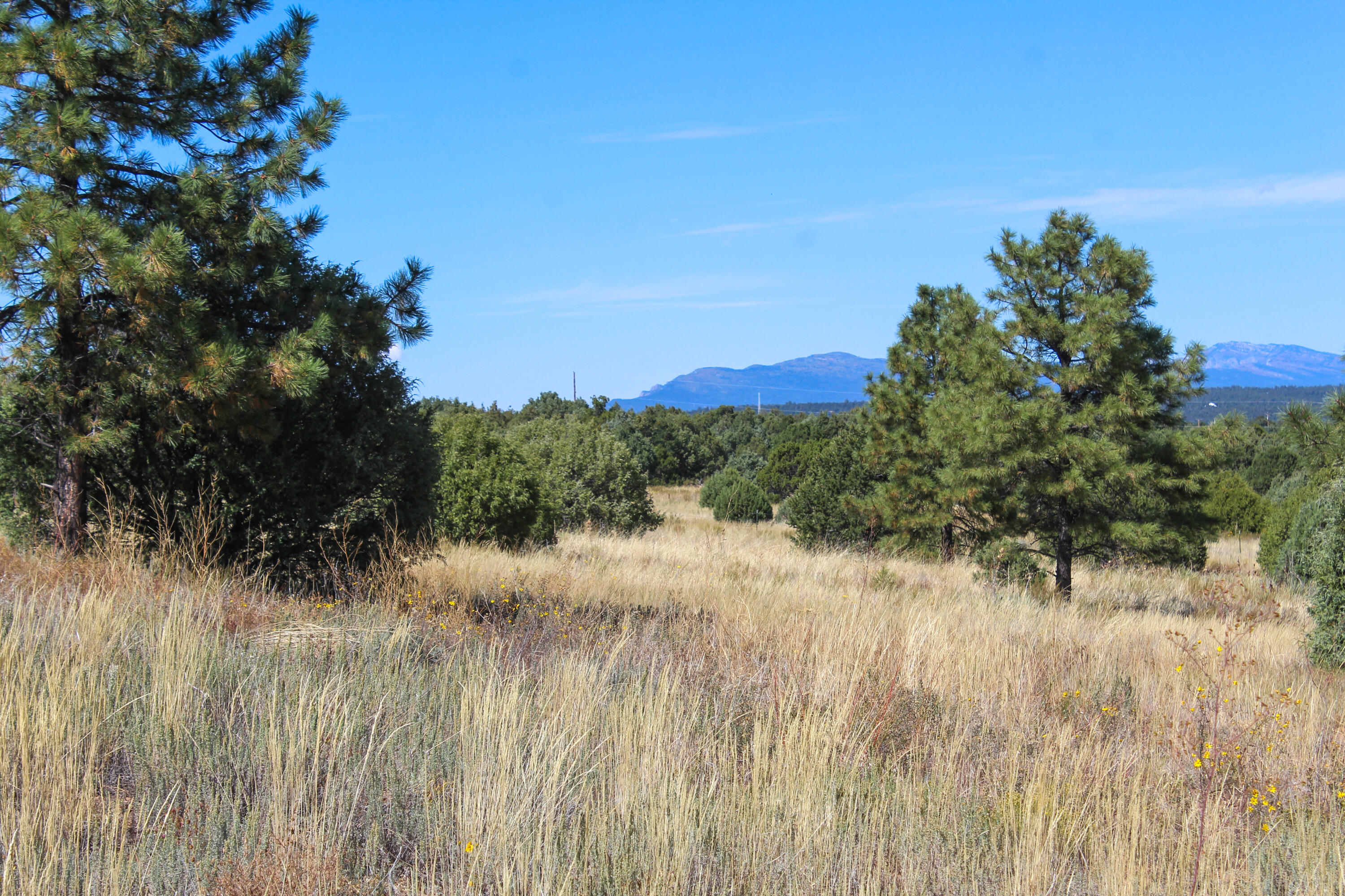 10398 Nm 337, Tijeras, New Mexico image 4