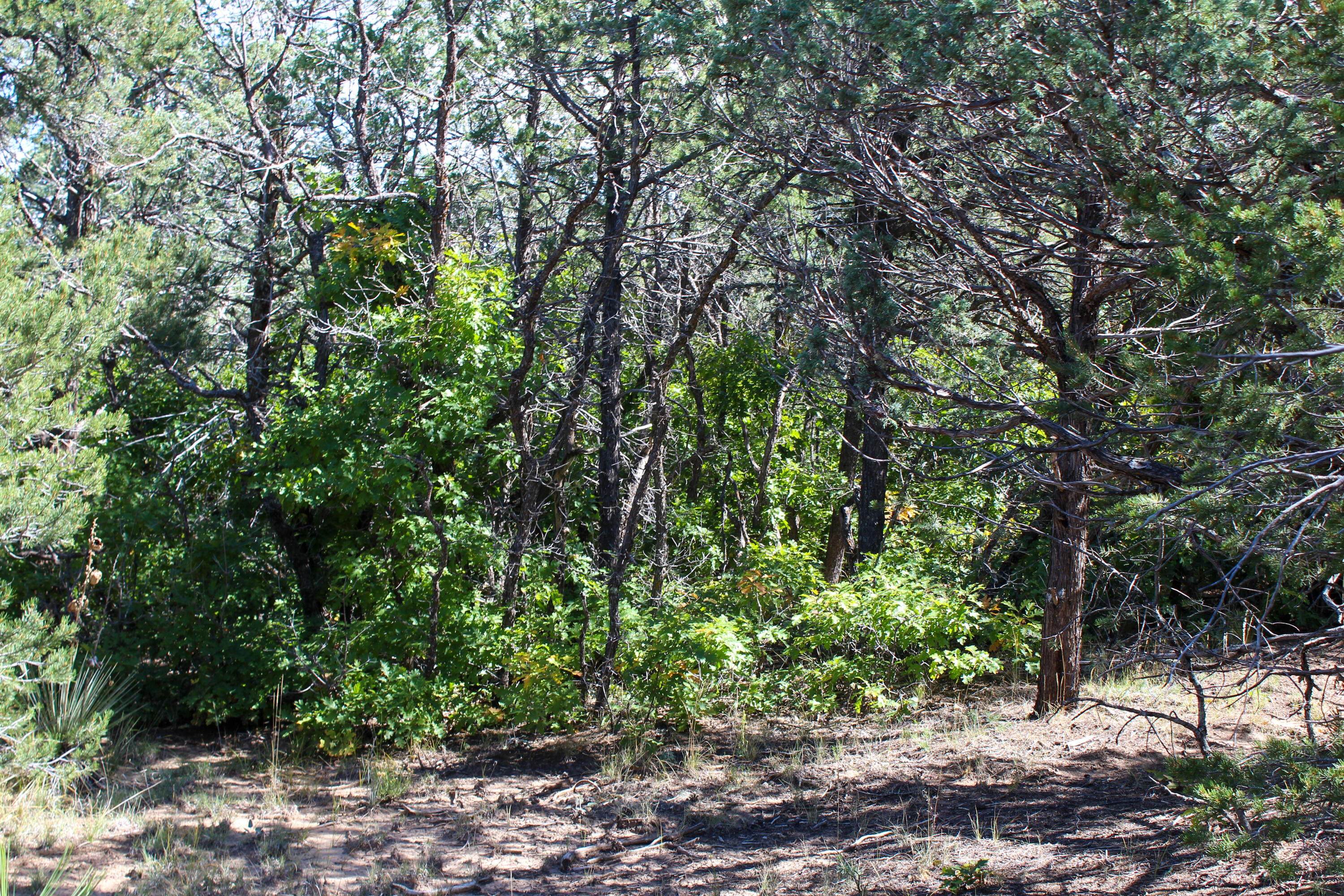 10398 Nm 337, Tijeras, New Mexico image 35