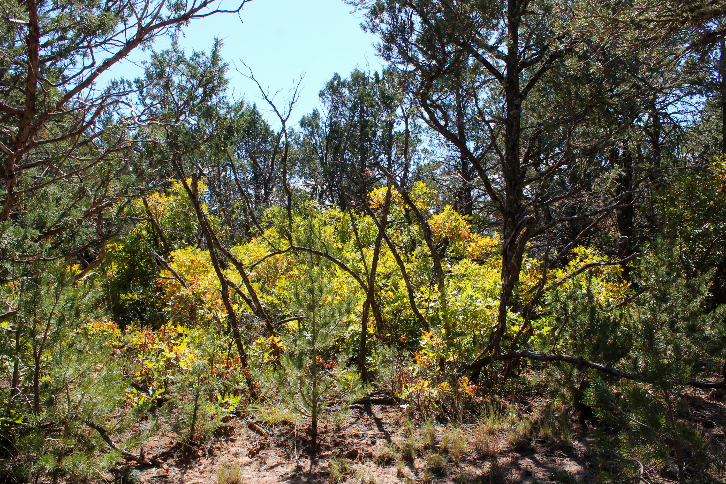 10398 Nm 337, Tijeras, New Mexico image 8
