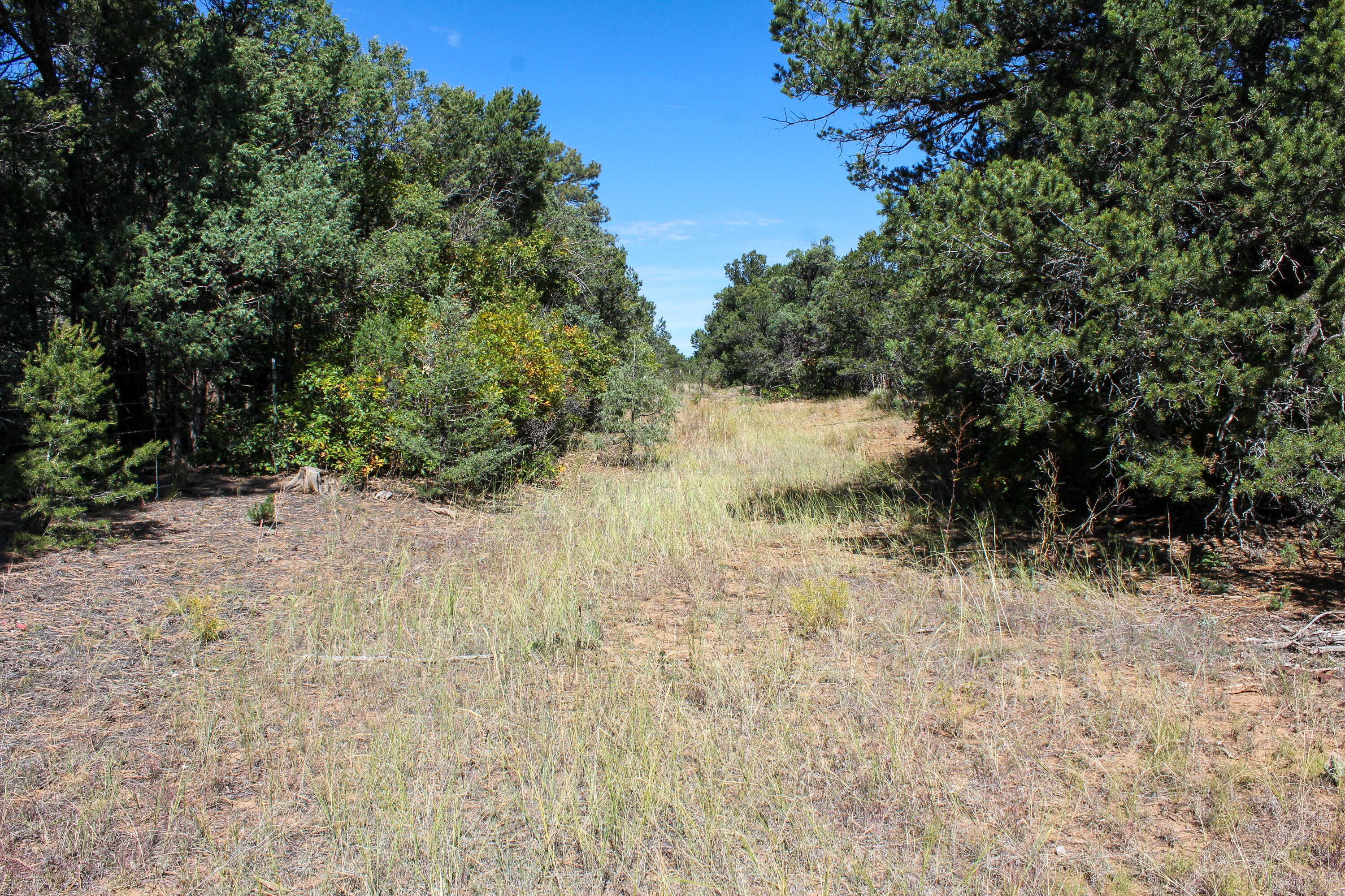 10398 Nm 337, Tijeras, New Mexico image 30