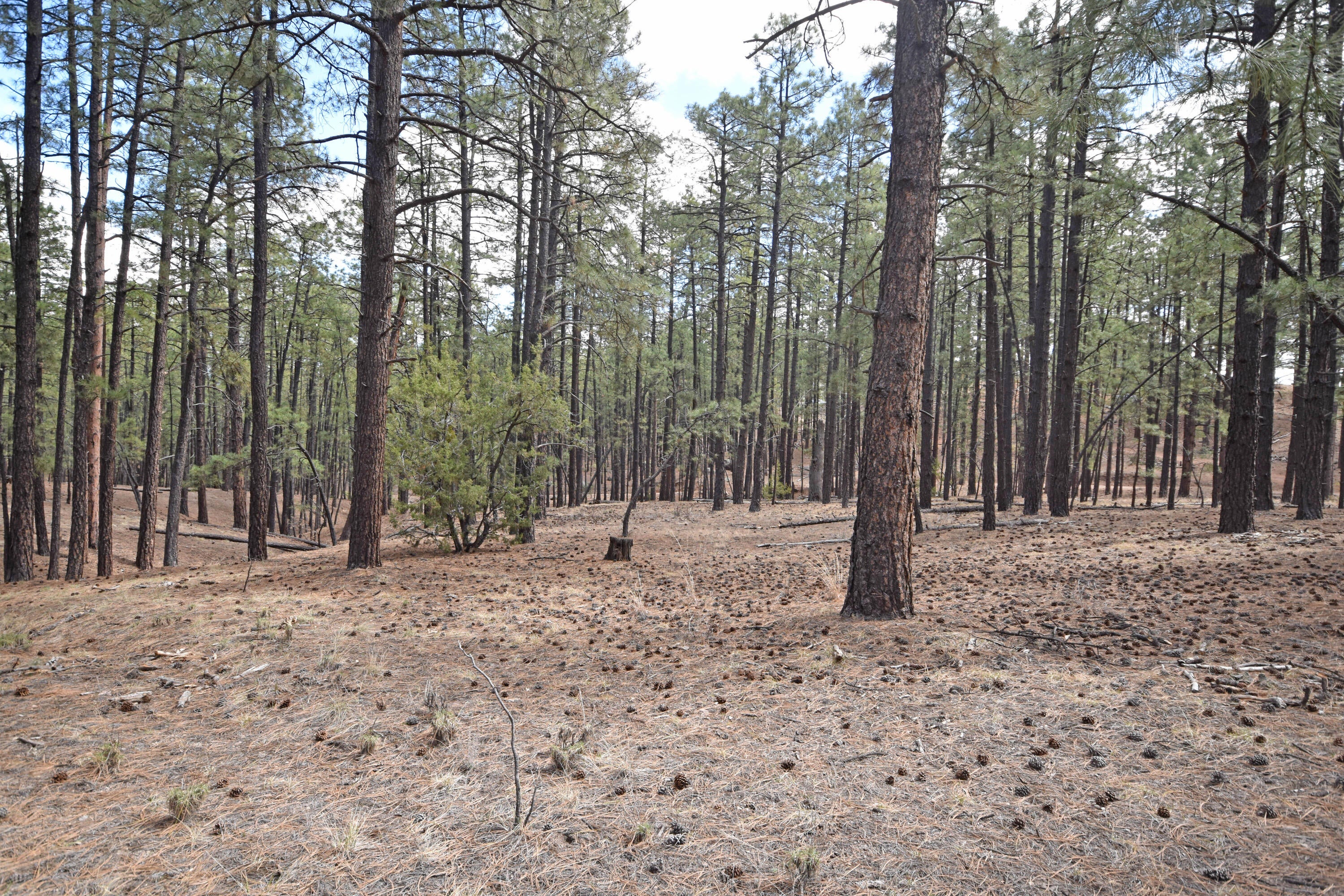 Lot 49 A Cool Pines