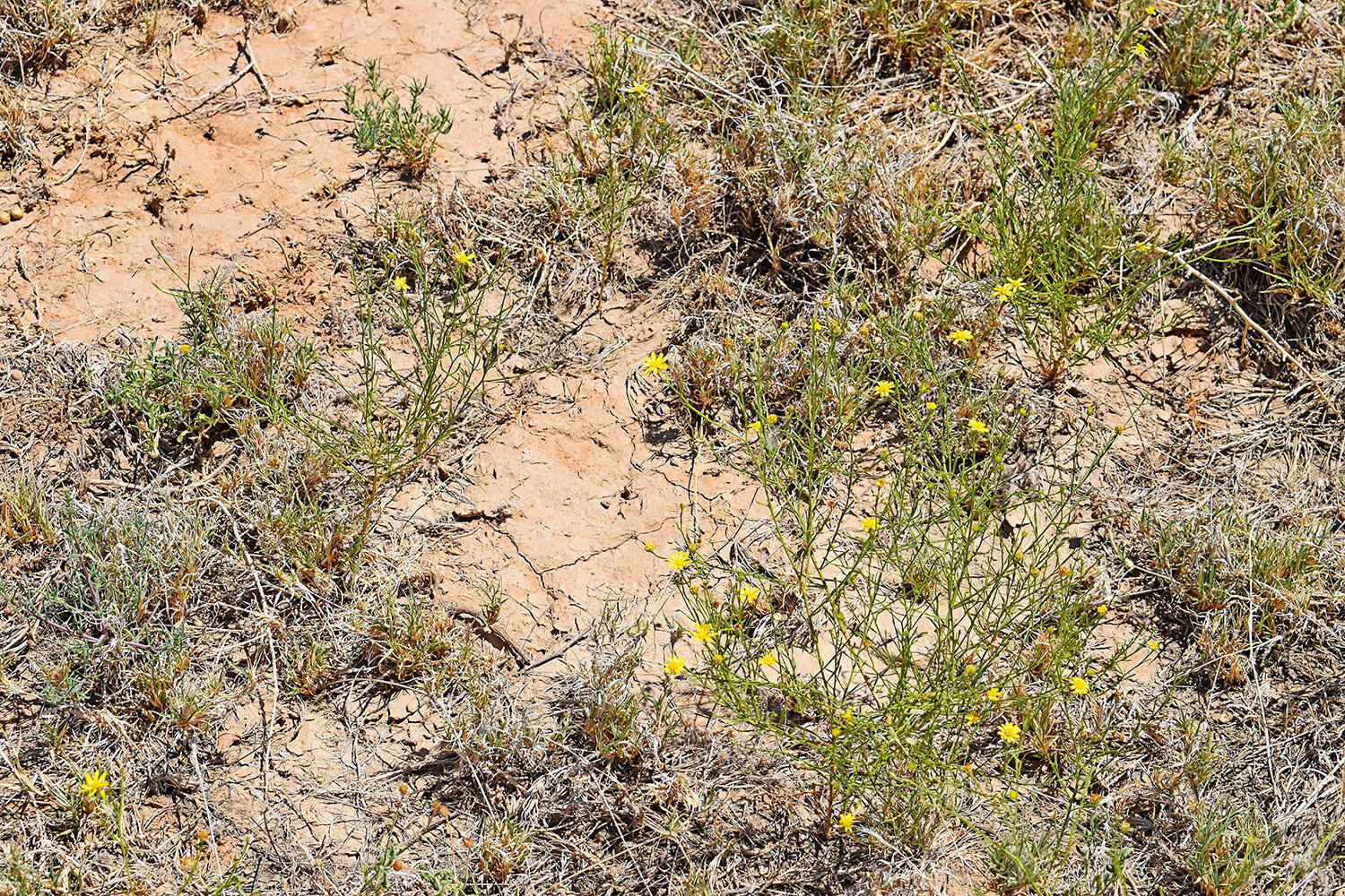 Lot 105 Rancho Rio Grande #16E, Los Lunas, New Mexico image 22