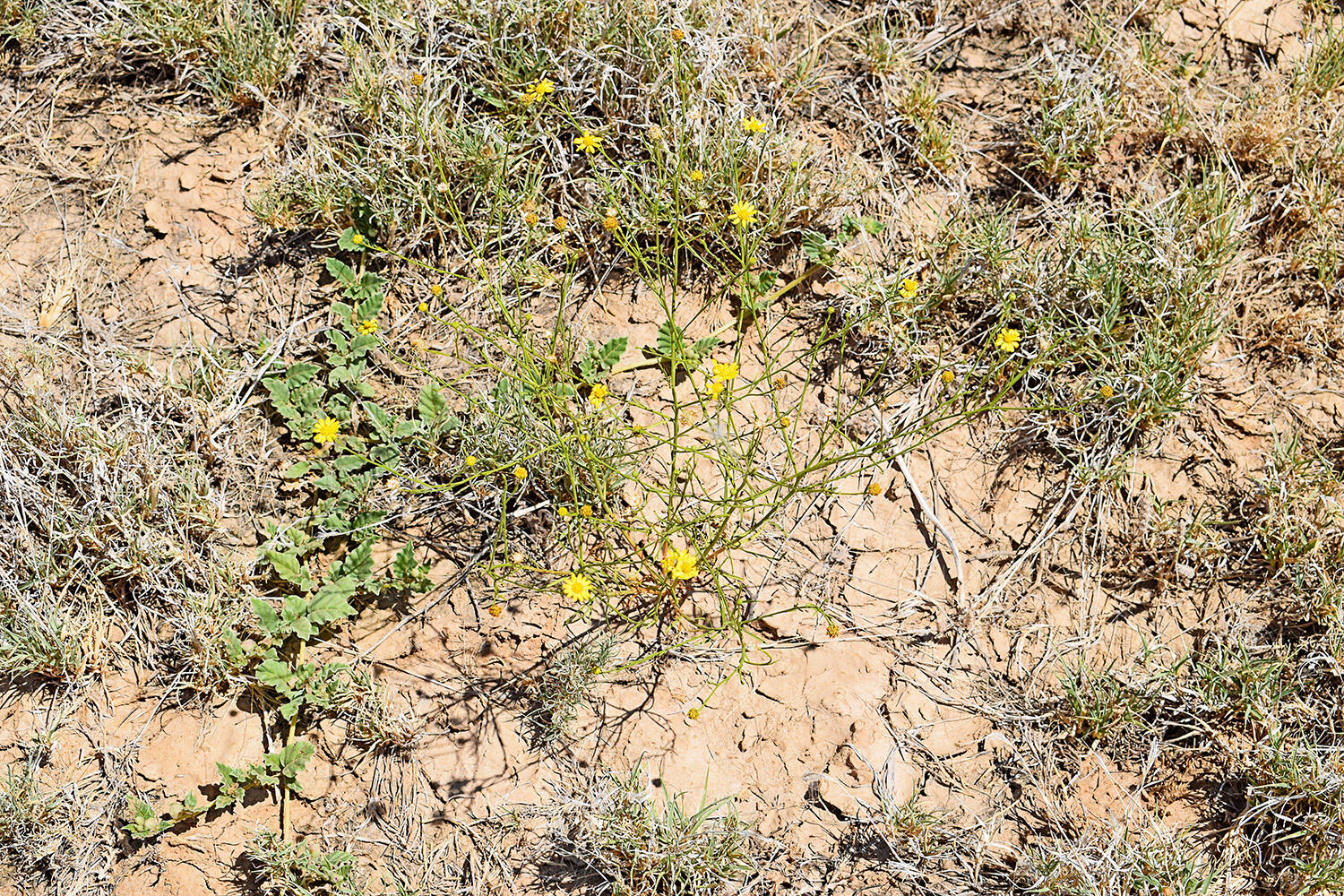 Lot 105 Rancho Rio Grande #16E, Los Lunas, New Mexico image 21