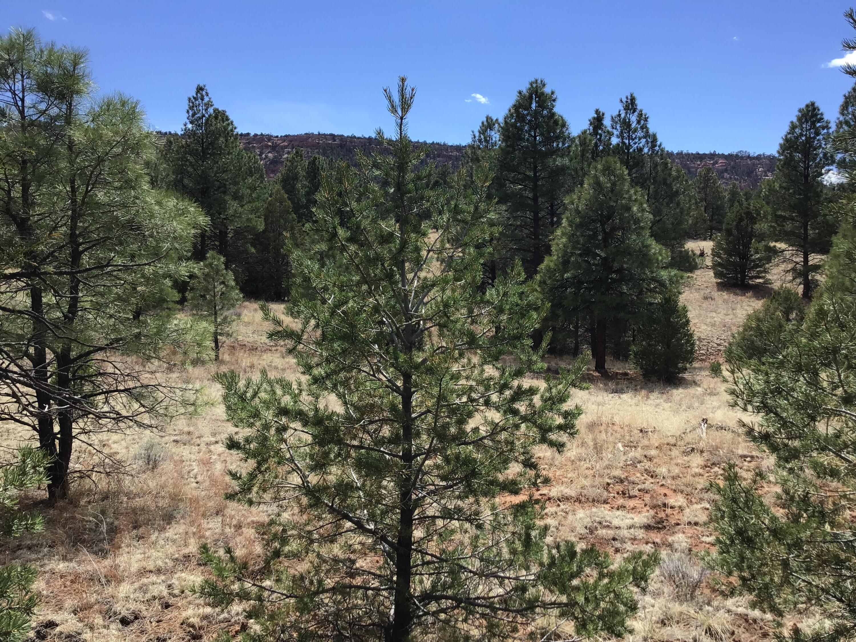 Lot 28 Monte Vista Lane, Ramah, New Mexico image 15