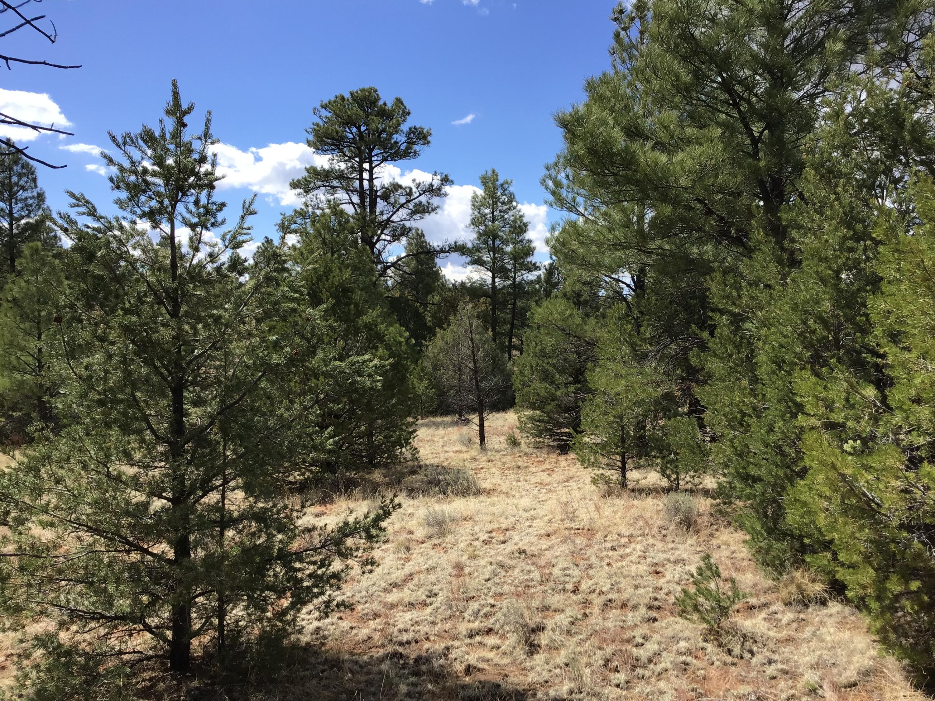 Lot 28 Monte Vista Lane, Ramah, New Mexico image 13