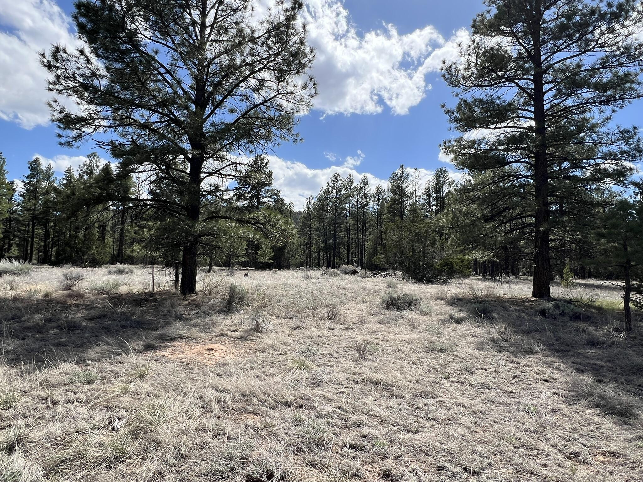 Lot 5 Sagebrush Road, Ramah, New Mexico image 42