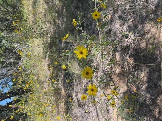 Hwy 142, Medanales, New Mexico image 48