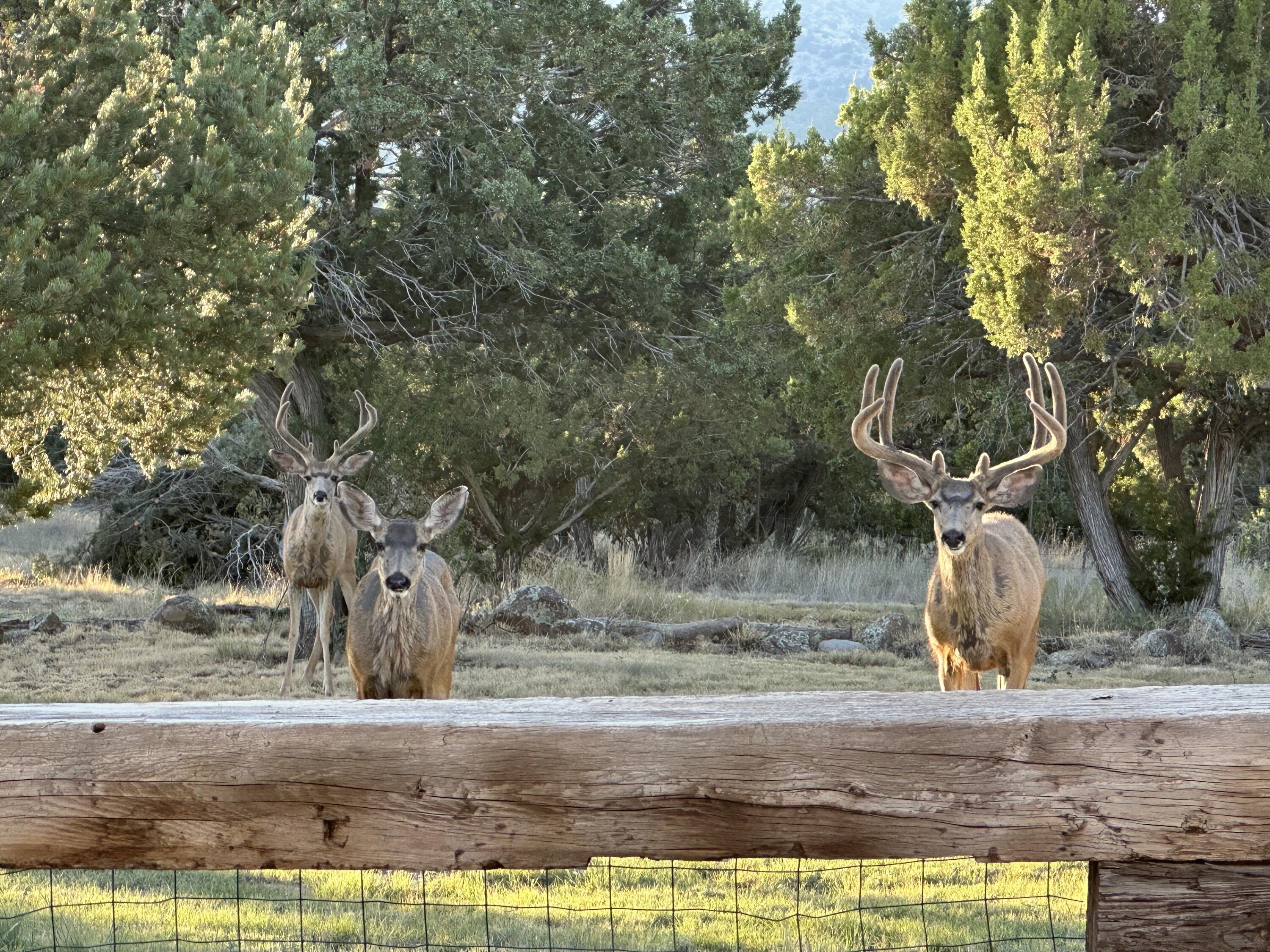 817 Nm 344 #b, Edgewood, New Mexico image 36