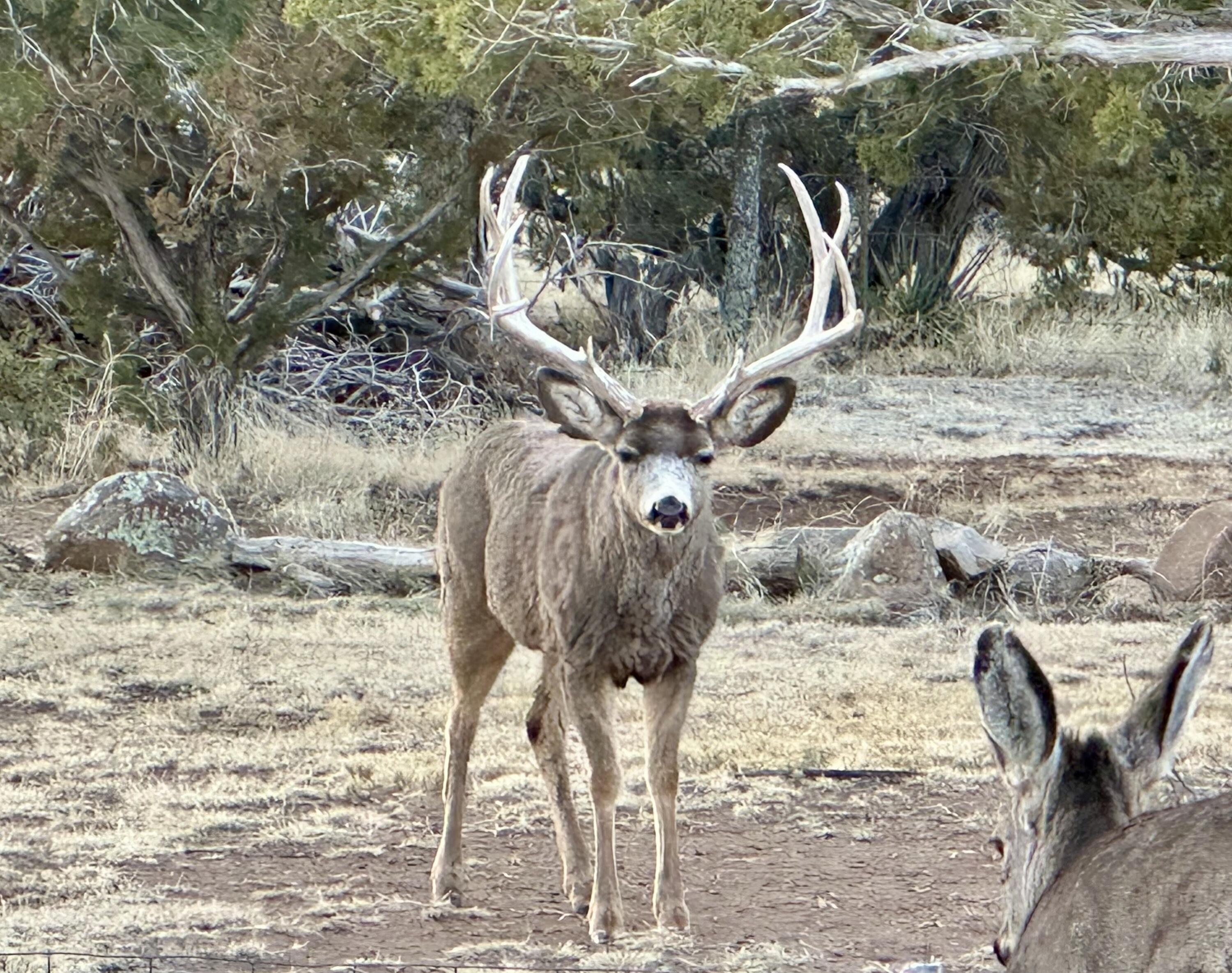 817 Nm 344 #b, Edgewood, New Mexico image 38