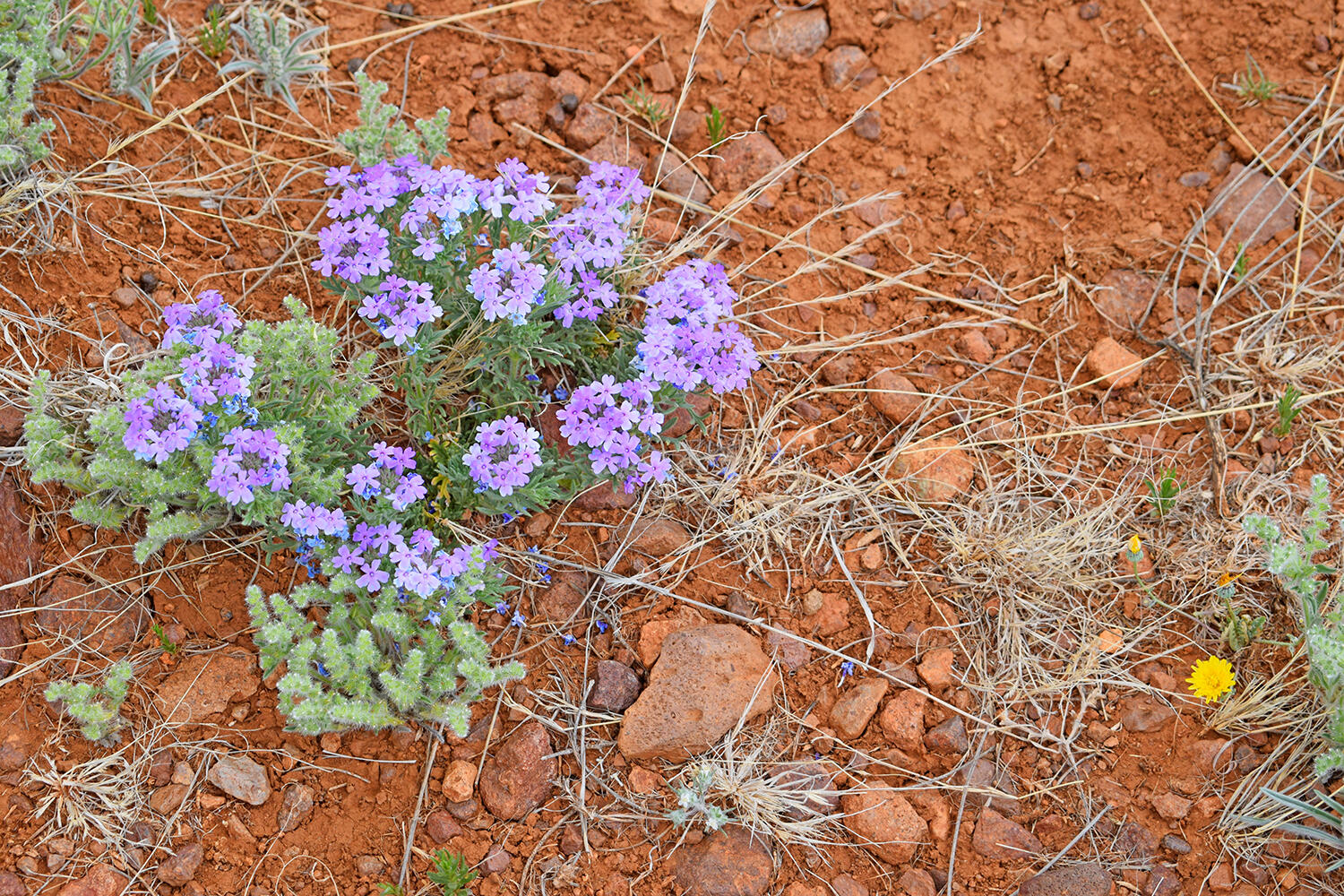 Lot 40 Sunset Vista Road, San Antonio, New Mexico image 8