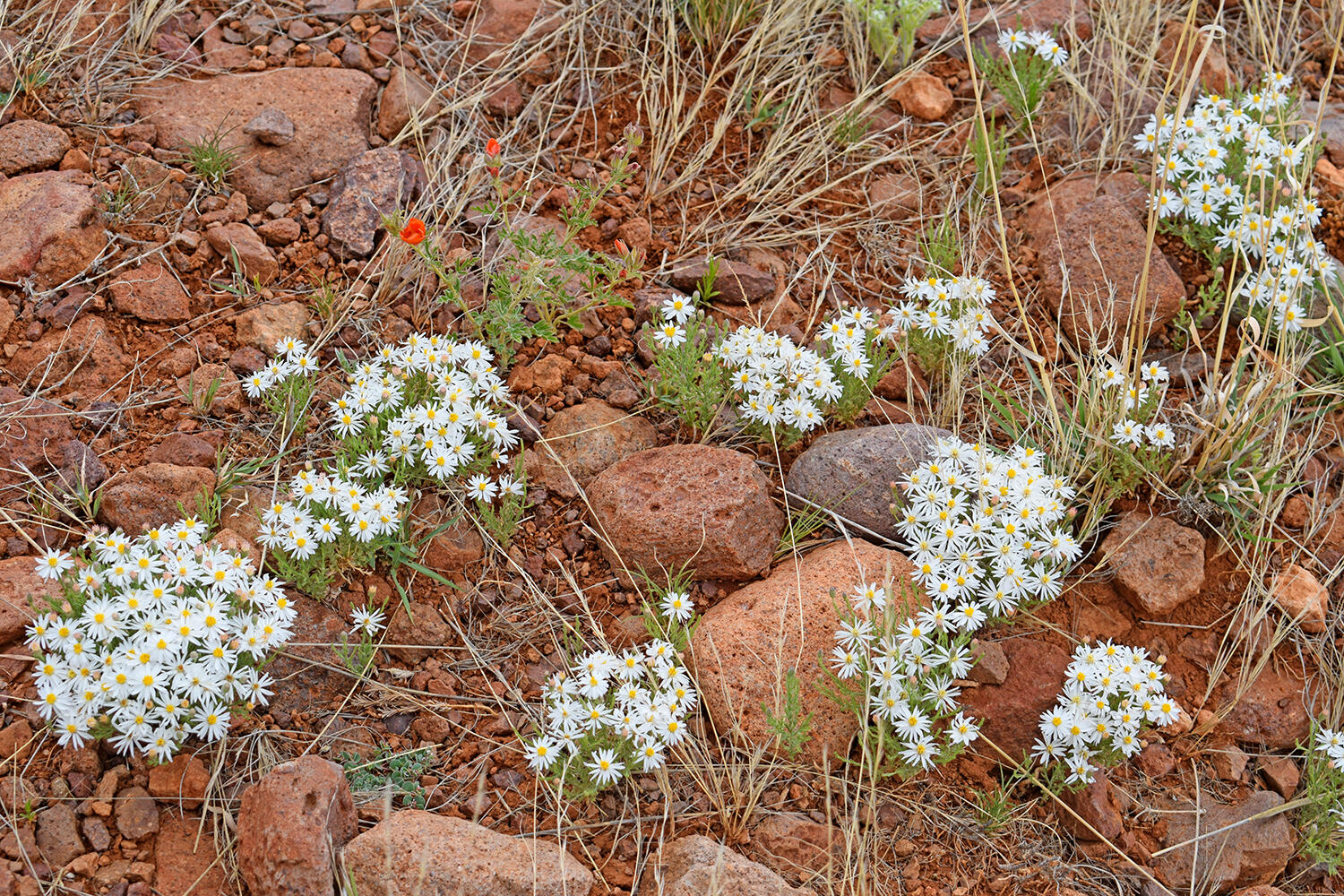 Lot 40 Sunset Vista Road, San Antonio, New Mexico image 9