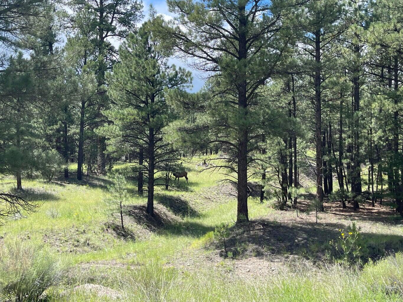 7 Gila Drive, Quemado, New Mexico image 17