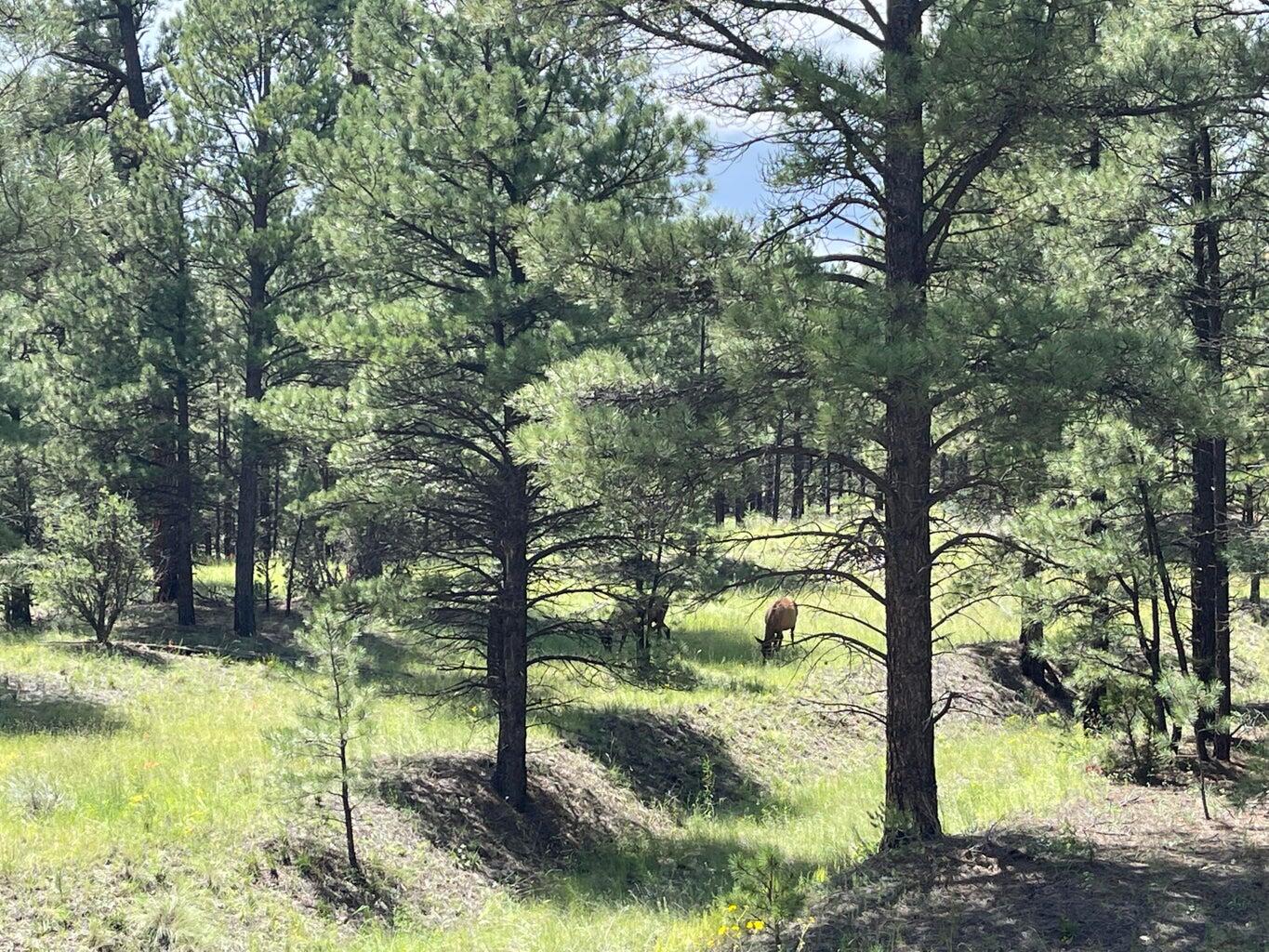 7 Gila Drive, Quemado, New Mexico image 18