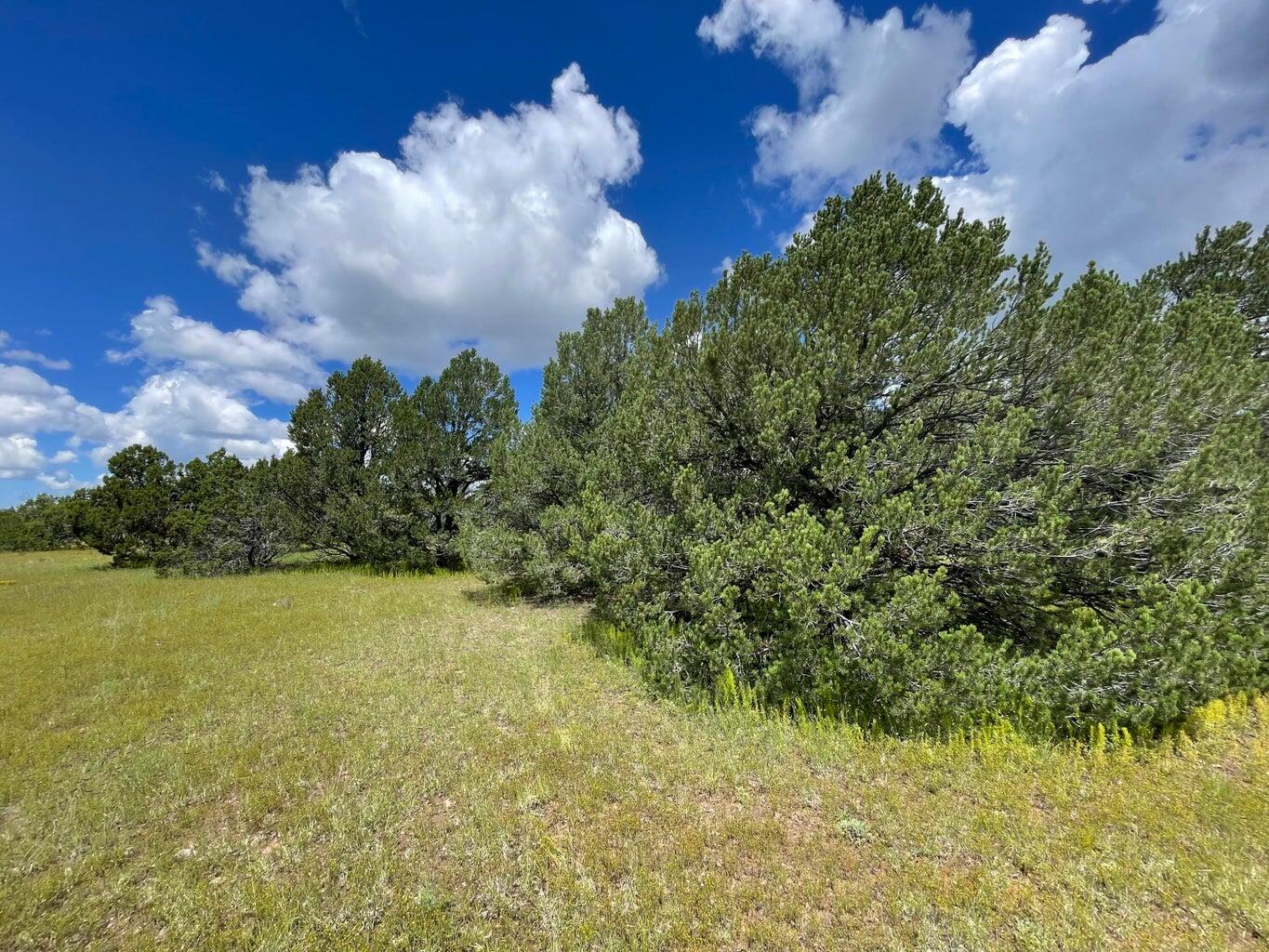 7 Gila Drive, Quemado, New Mexico image 7