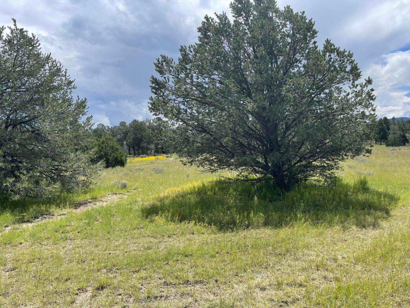 7 Gila Drive, Quemado, New Mexico image 11