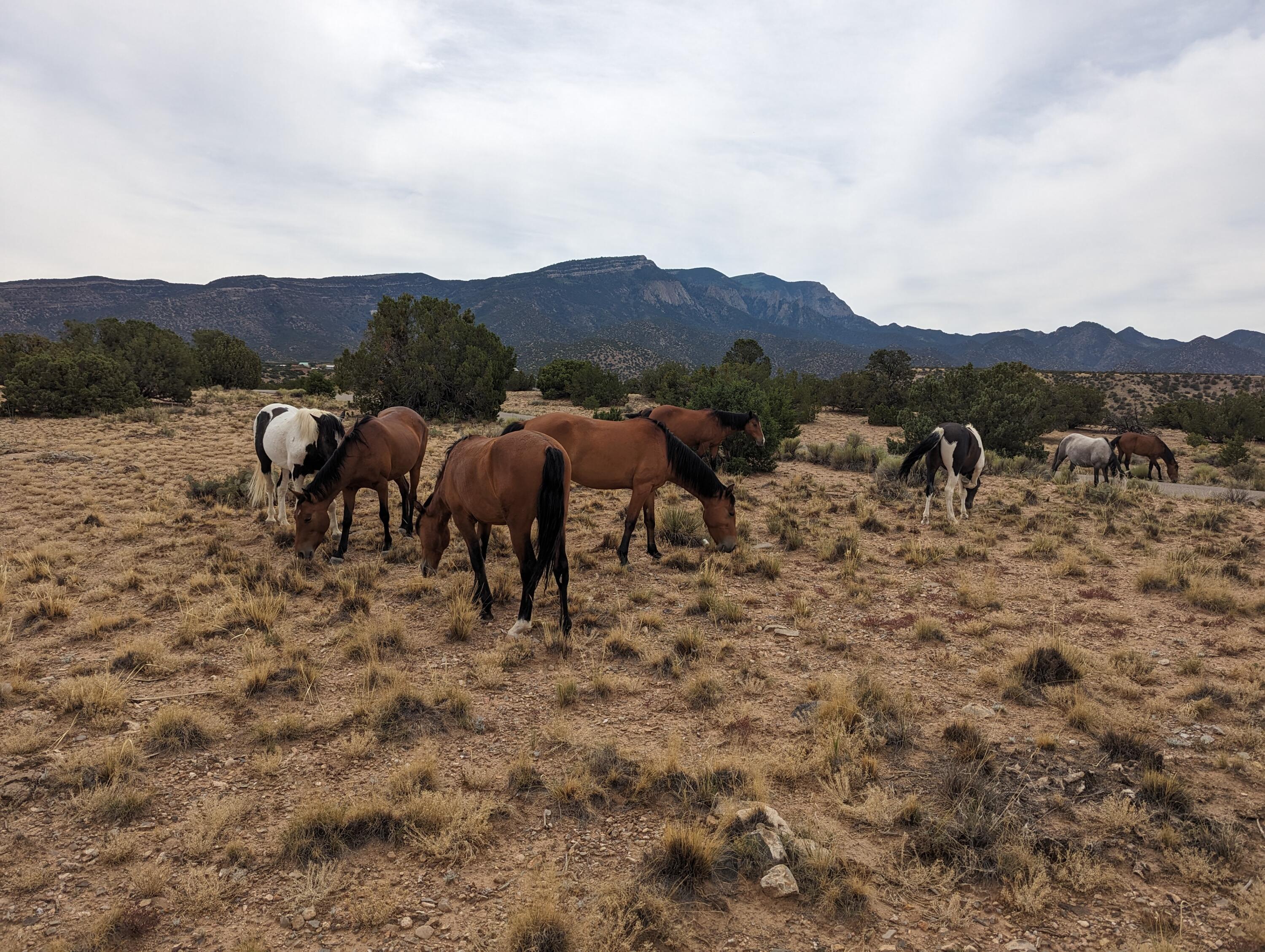 29 Pinon Lane, Placitas, New Mexico image 2